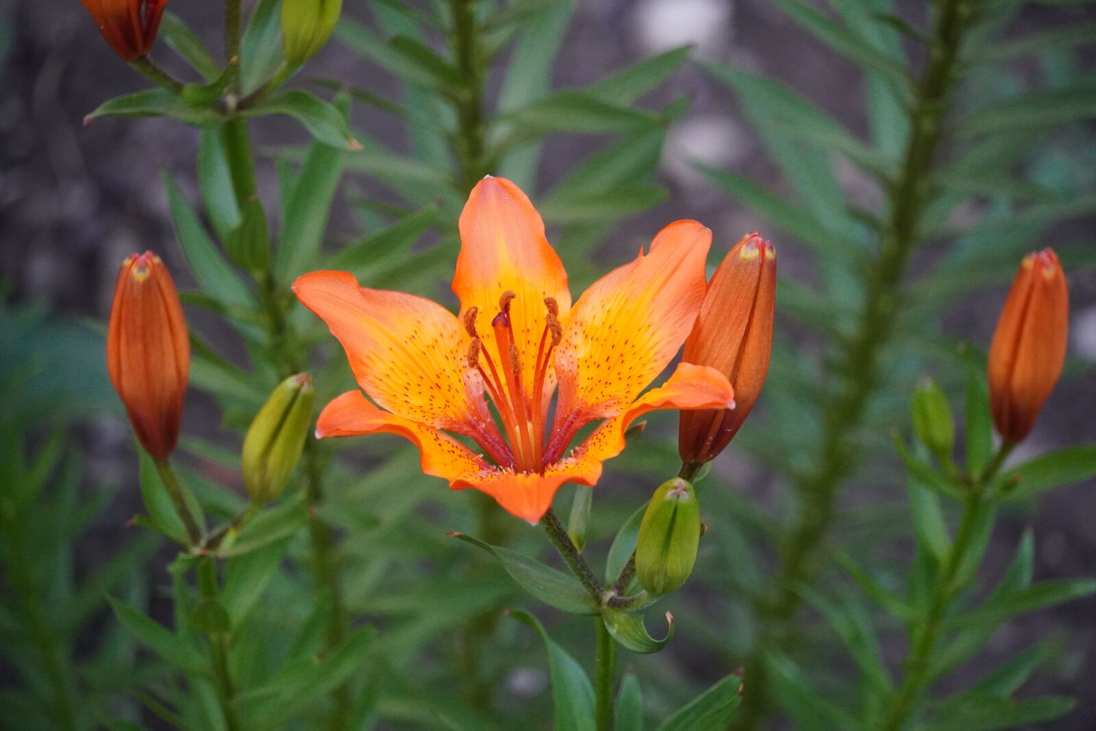 Sony a6400 sample photo. Orange flower, natura, plant photography