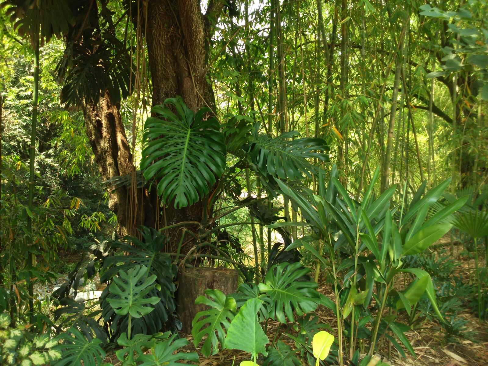 Sony Xperia M2 sample photo. Forest, plants, green photography