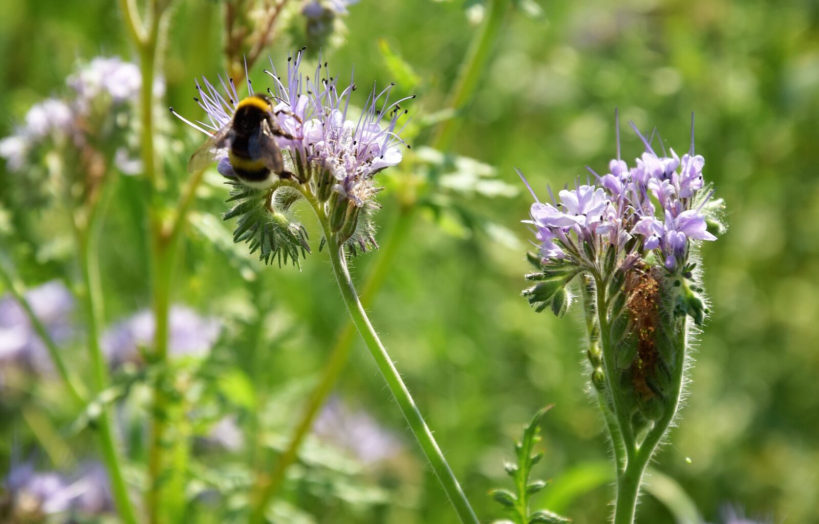 Nikon D5300 sample photo. Meadow, summer, flowers photography