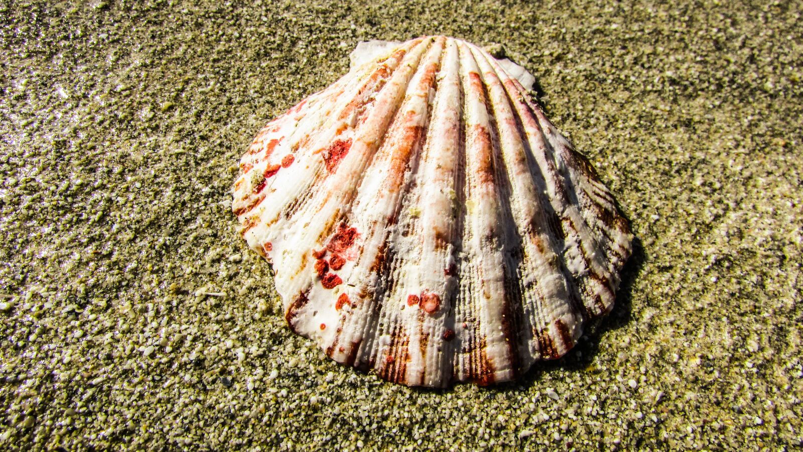 Canon PowerShot SX400 IS sample photo. Shell, beach, sand photography