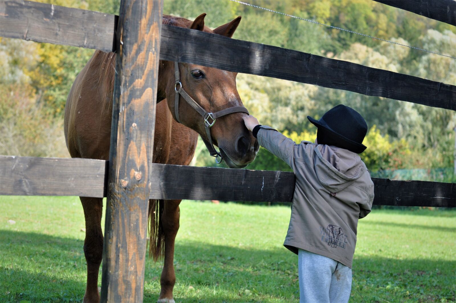 Nikon D90 sample photo. Horse, pony, child photography