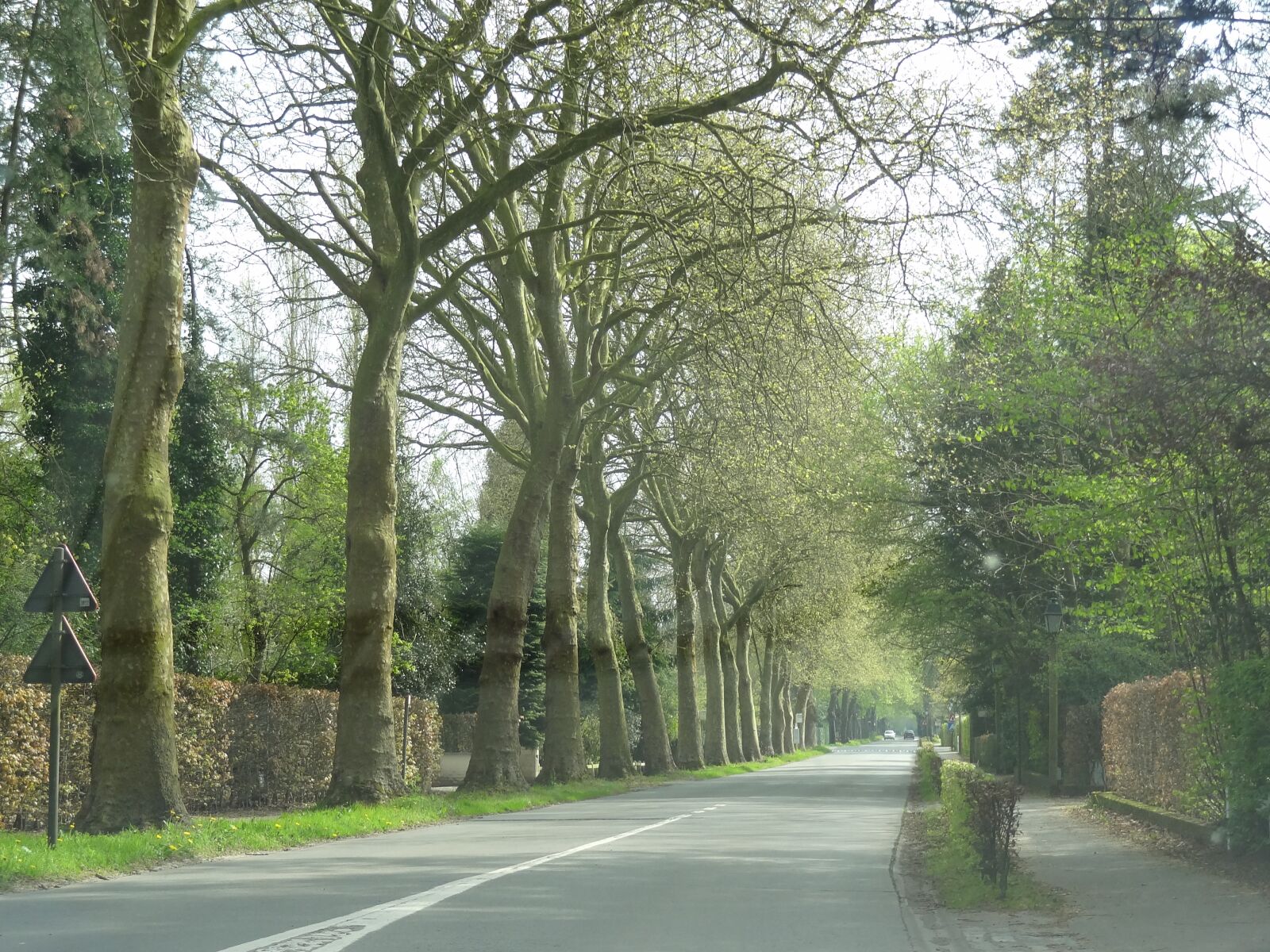 Sony Cyber-shot DSC-HX9V sample photo. Trees, road, landscape photography
