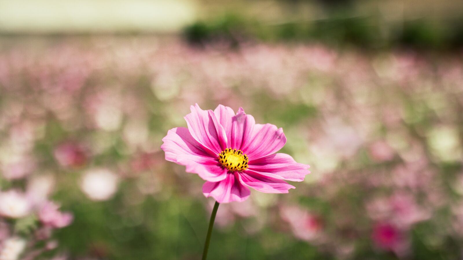 Canon EOS M50 (EOS Kiss M) + Canon EF 50mm F1.8 II sample photo. Flowers, flower, na photography