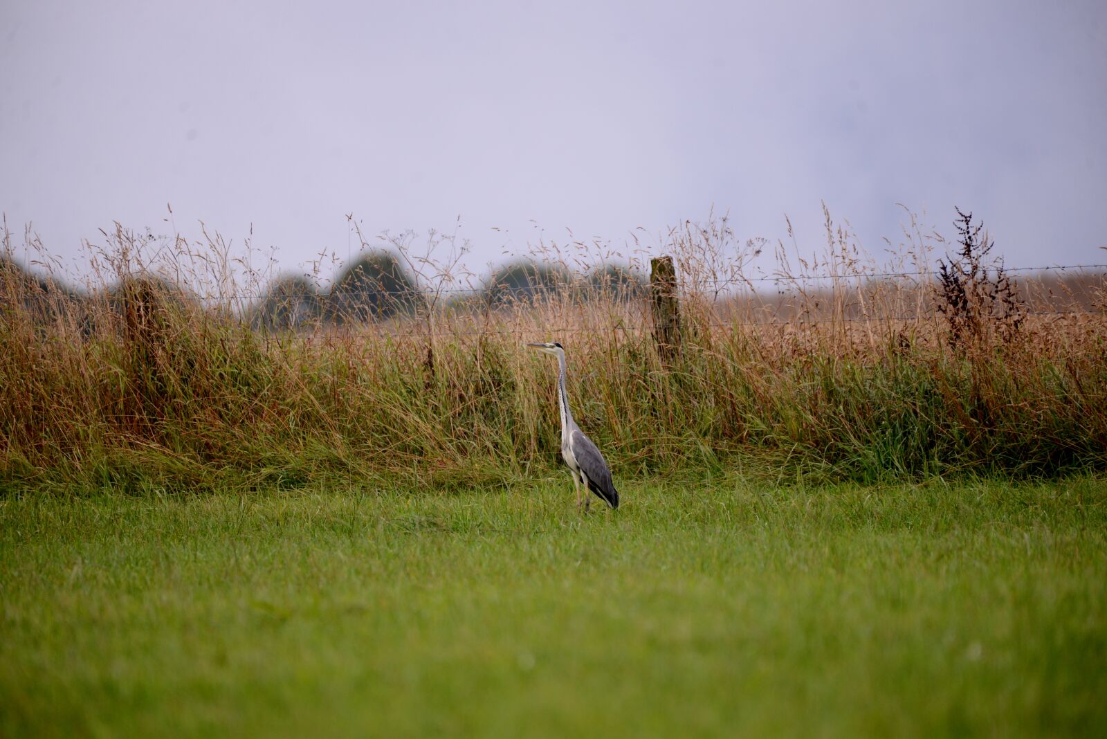 Nikon D600 sample photo. Blue heron, bird, nature photography