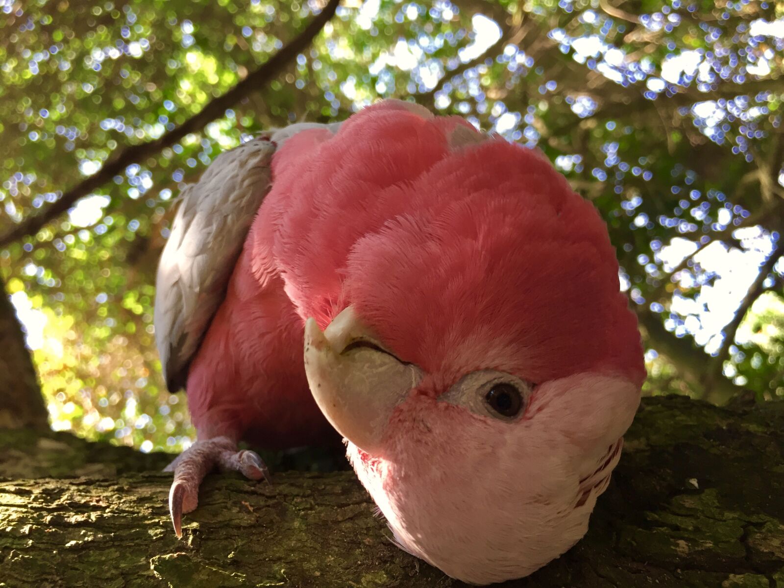 Apple iPhone 6 sample photo. Bark, bird, feather, parrot photography