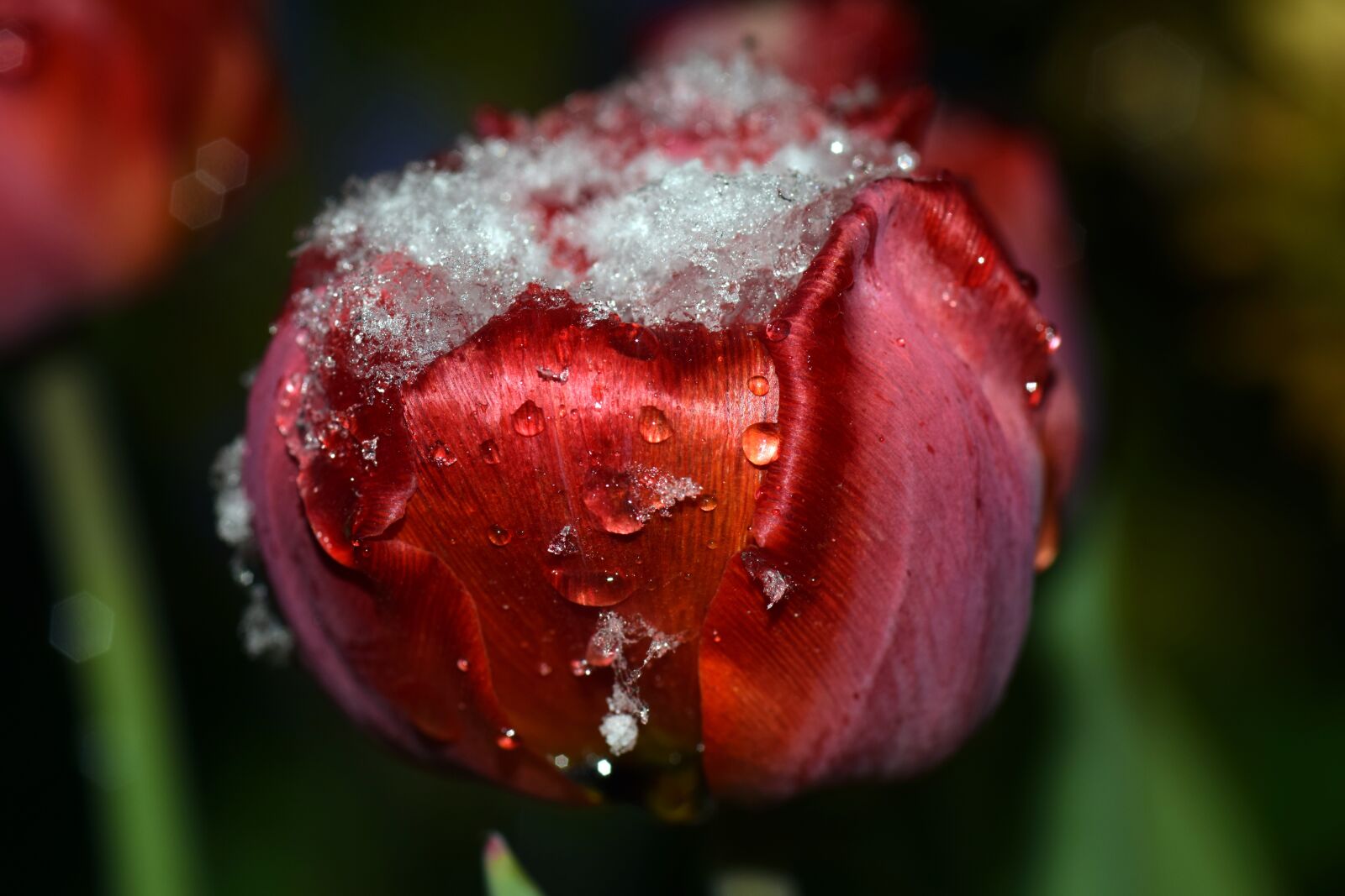 Nikon D3300 sample photo. Tulip, red, red tulip photography