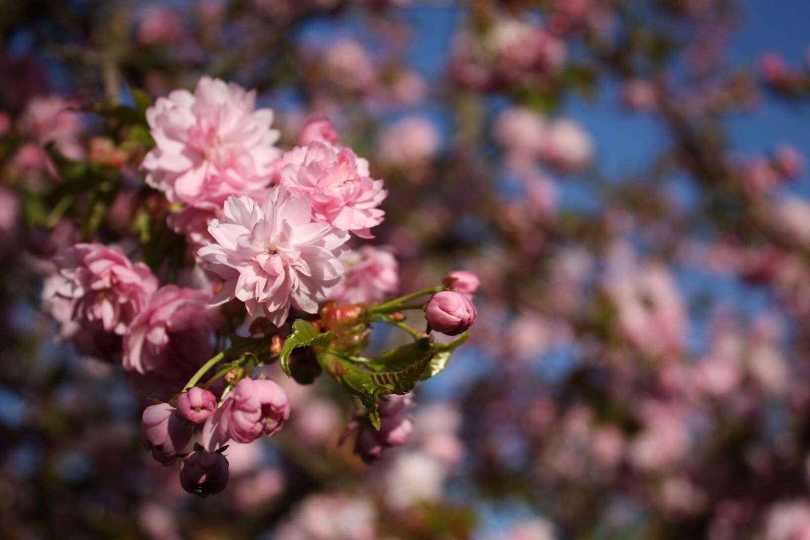 Canon EOS 450D (EOS Rebel XSi / EOS Kiss X2) sample photo. Spring, cherry blossom, pink photography