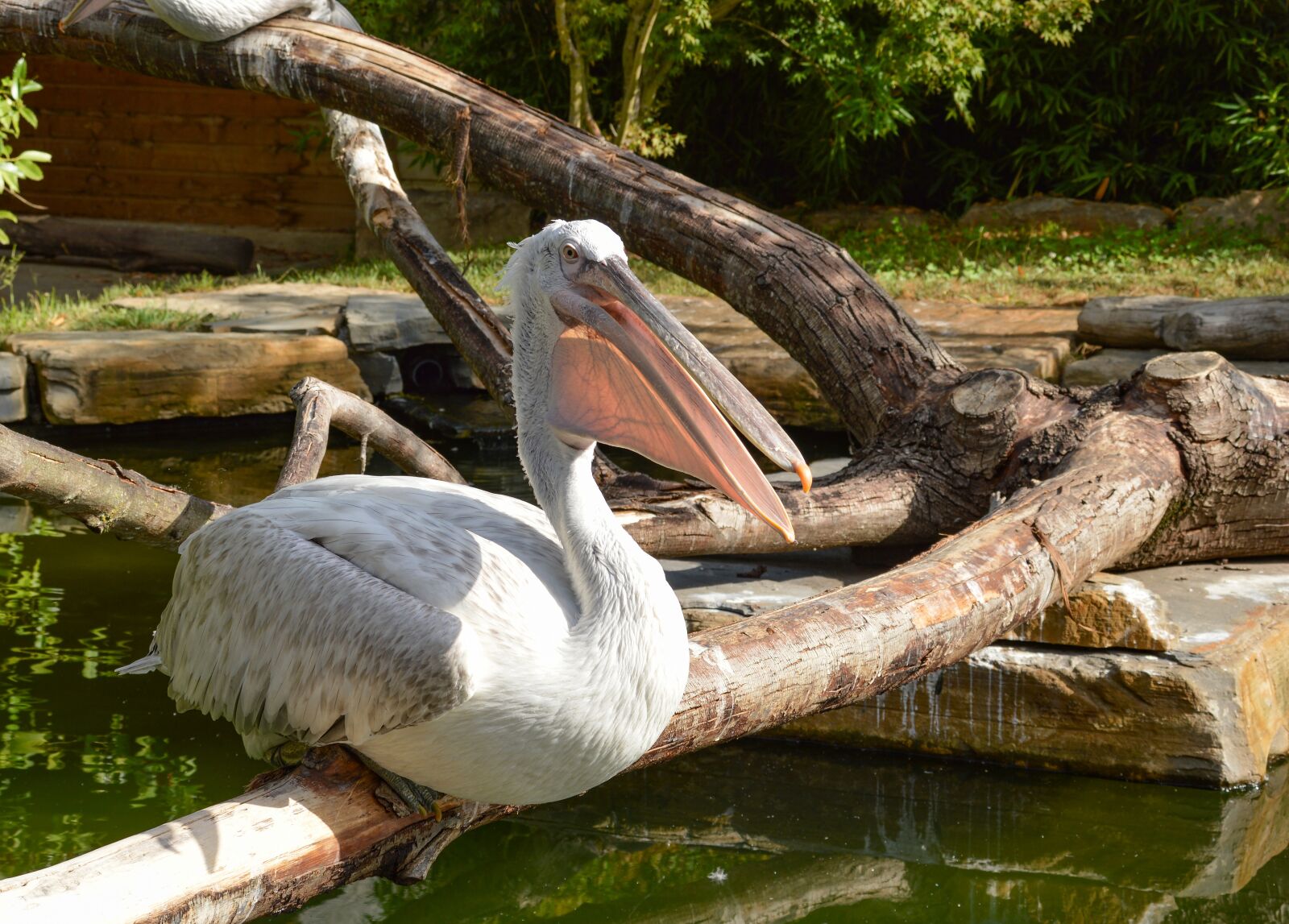 Nikon D3200 sample photo. Pelican, animal, bird photography