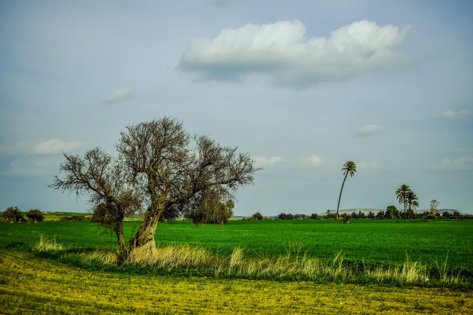 Nikon D3300 sample photo. Landscape, tree, grass photography
