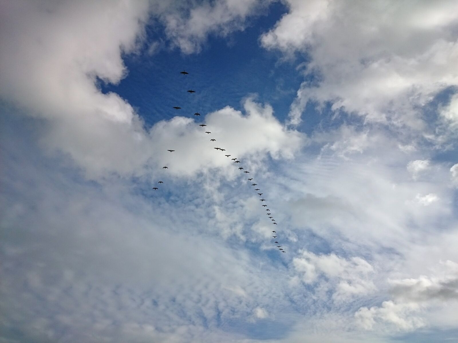 Sony Xperia Z1 Compact sample photo. Birds, migrating, formation photography