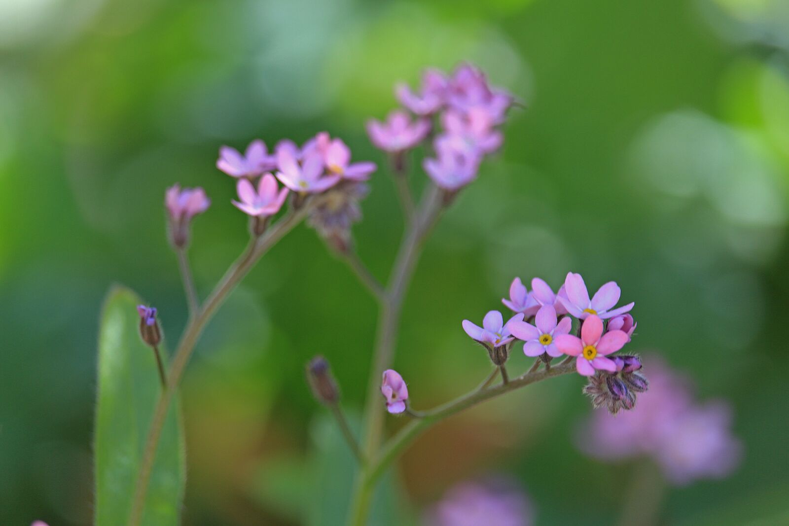 Canon EOS 700D (EOS Rebel T5i / EOS Kiss X7i) sample photo. Forget me not, spring photography