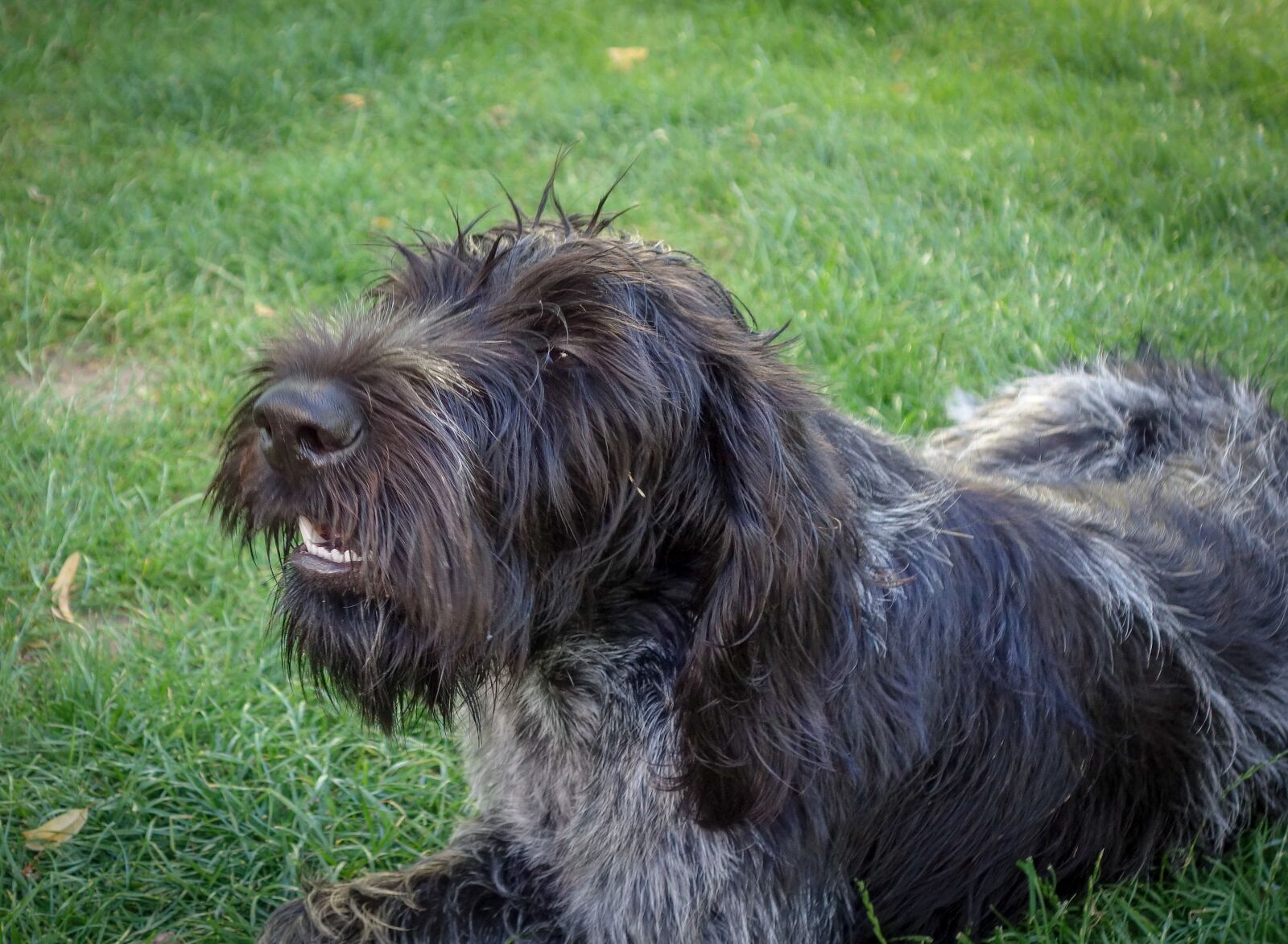 Sony Cyber-shot DSC-RX100 sample photo. Dog, black dog, hunting photography