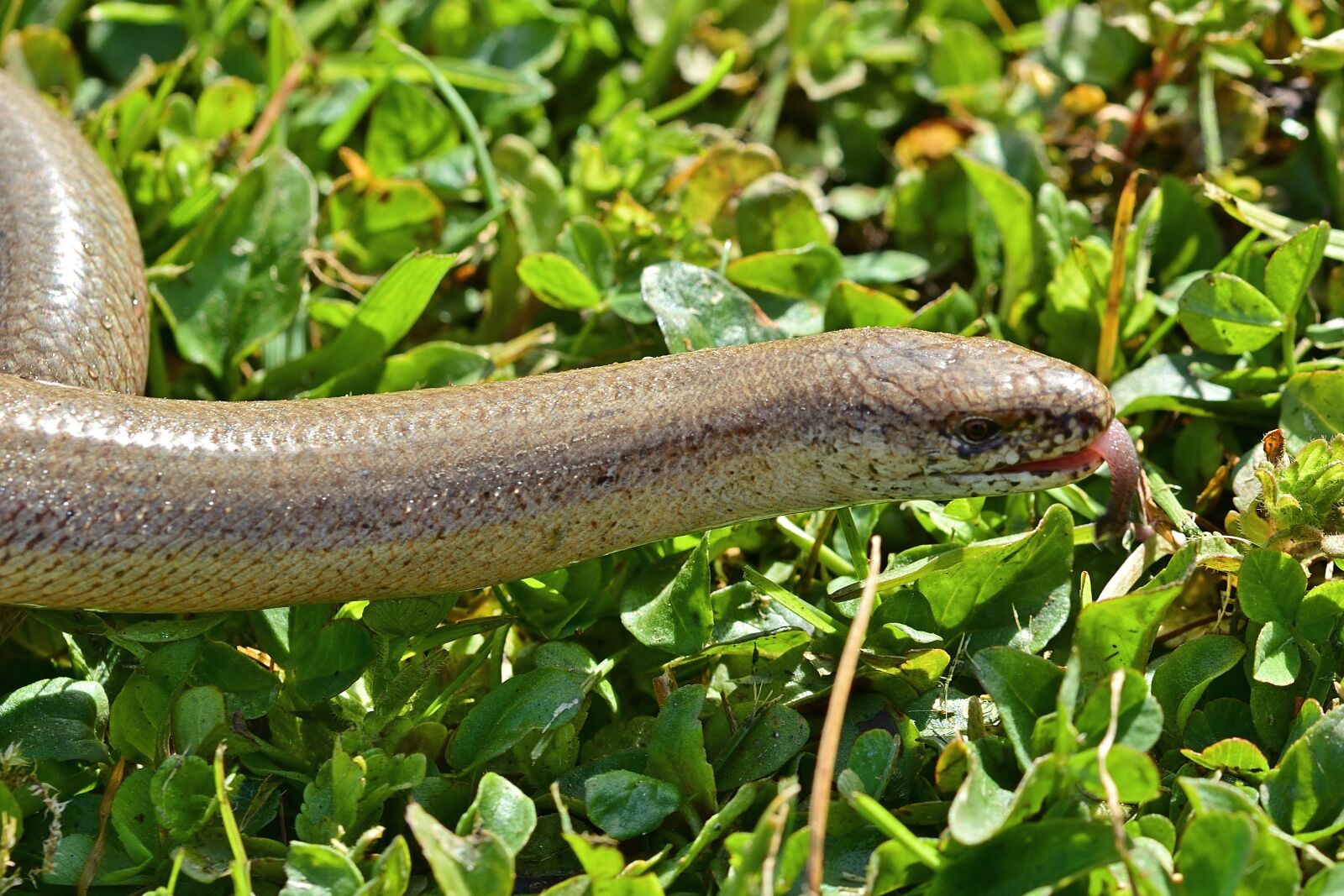 Nikon D5200 sample photo. Nature, slow worm, close photography