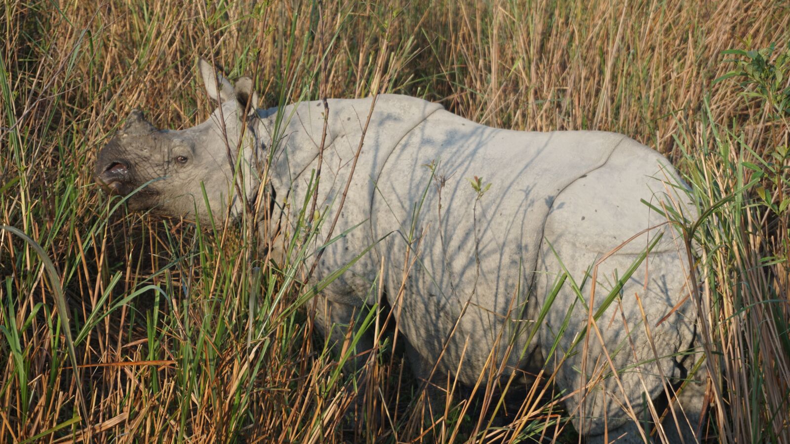 Sony E 16-50mm F3.5-5.6 PZ OSS sample photo. Rhino, rhinoceros, india photography