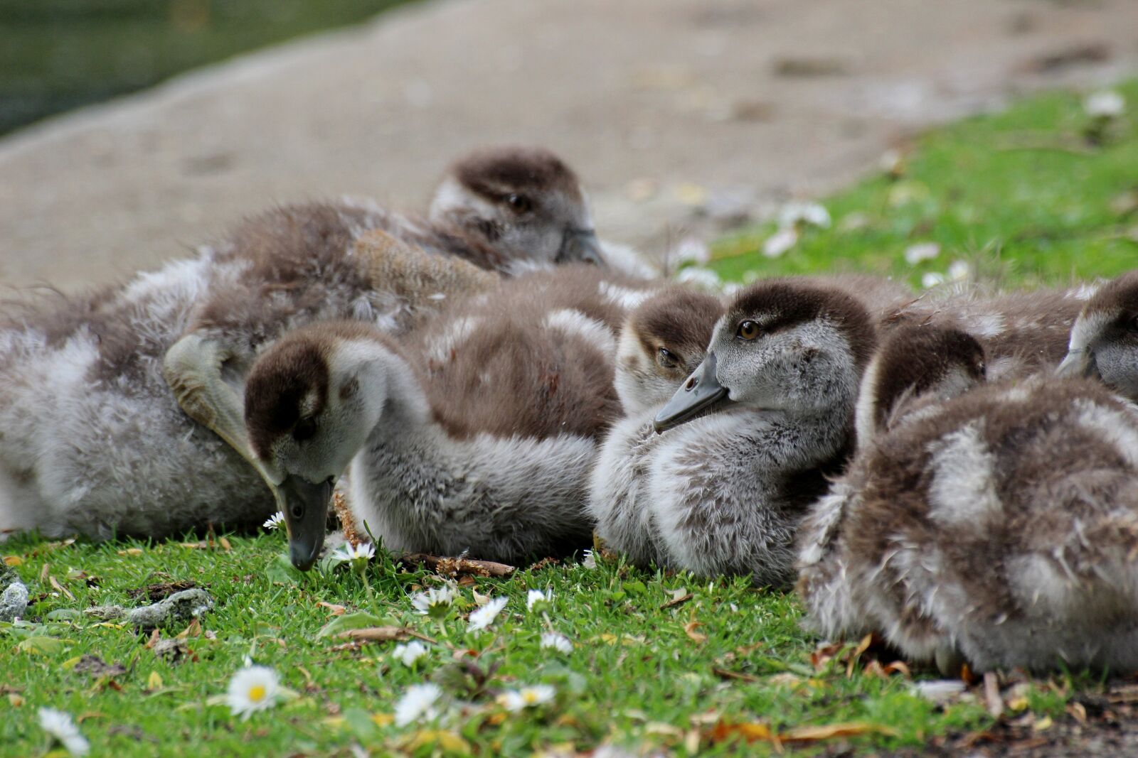 Canon EOS 600D (Rebel EOS T3i / EOS Kiss X5) sample photo. Animals, ducks, young photography