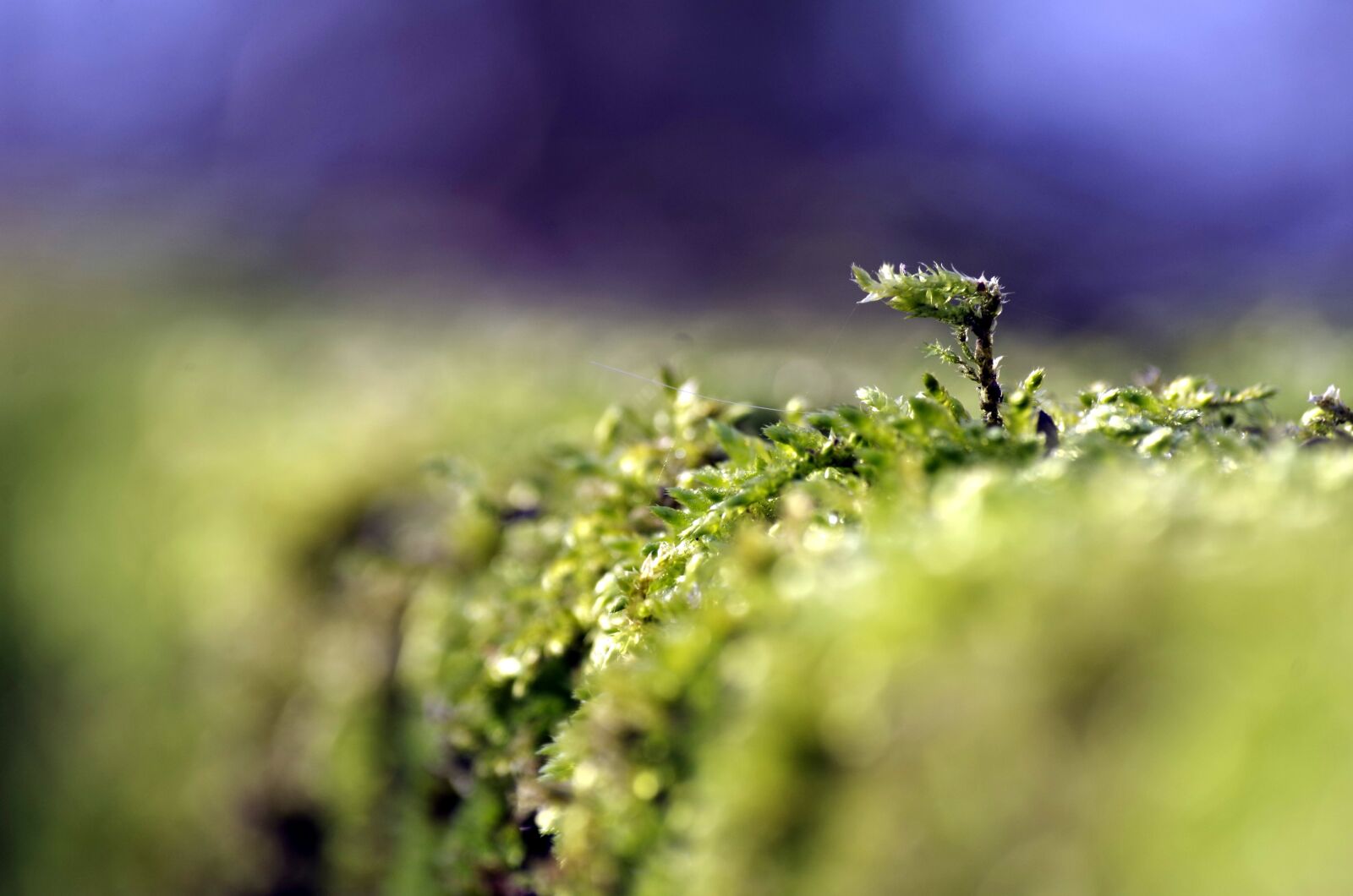 Pentax K-30 sample photo. Moss, green, forest photography