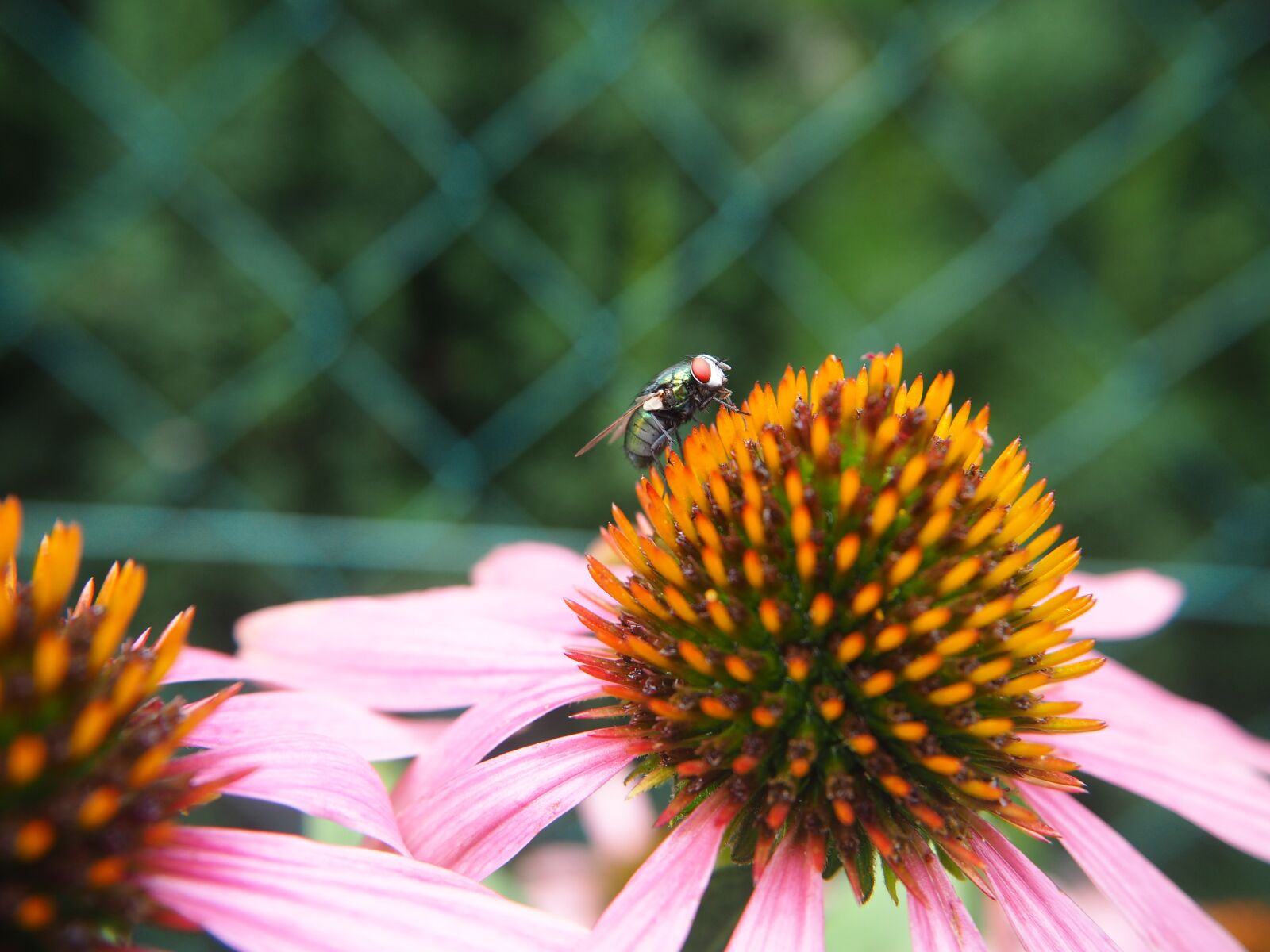 Olympus OM-D E-M10 sample photo. Fly, coneflower, summer photography