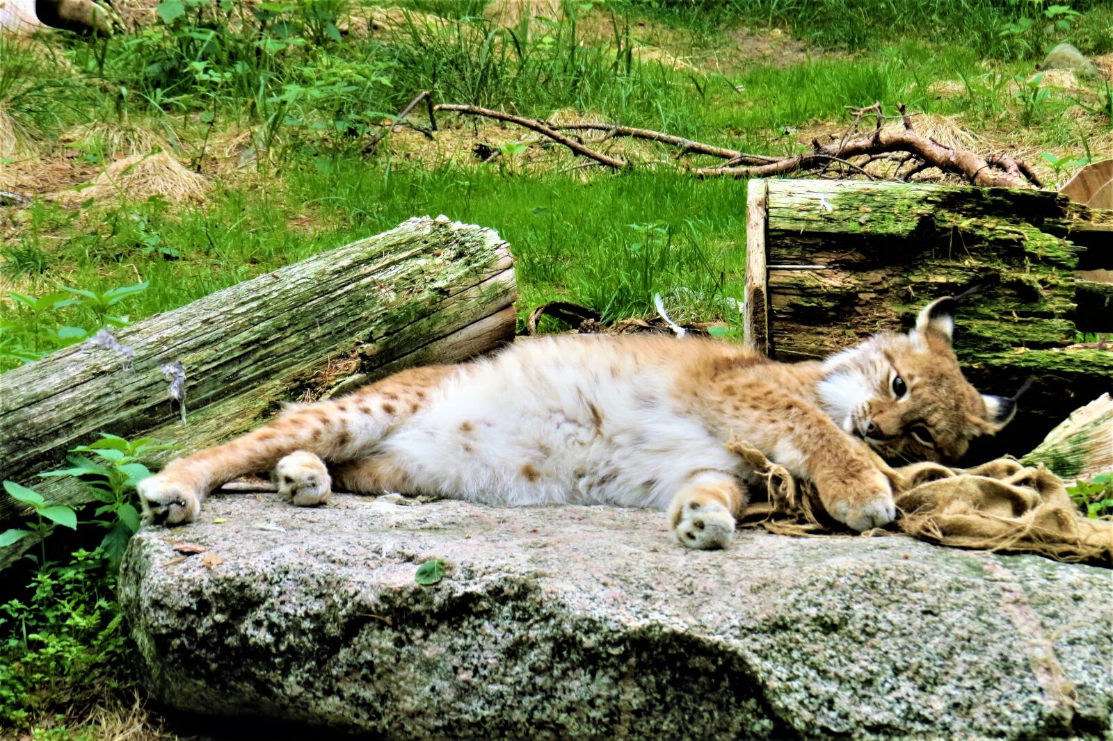Canon PowerShot SX50 HS sample photo. Lynx, the beast, cat photography