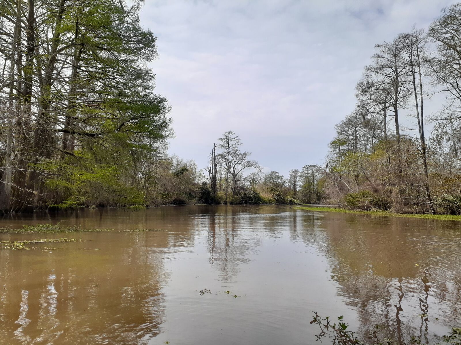 Samsung Galaxy A20 sample photo. Outdoors, swamp, louisiana photography