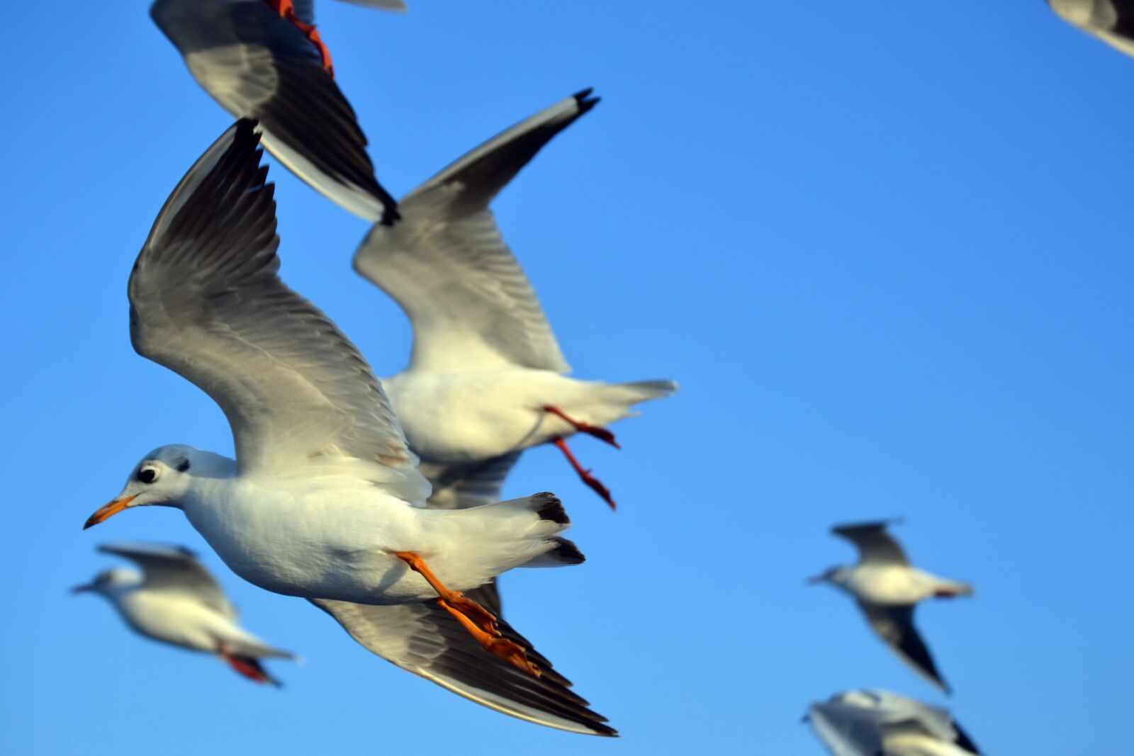 Nikon D3100 sample photo. Seagull, bird, birds photography