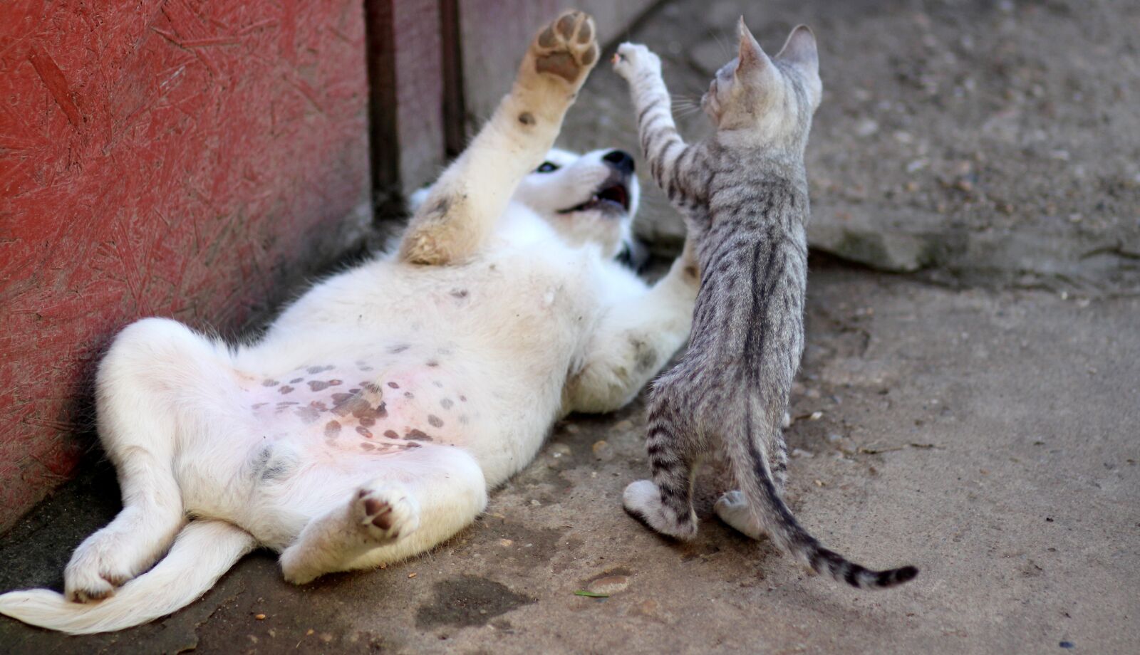 Canon EOS 700D (EOS Rebel T5i / EOS Kiss X7i) + Canon EF 85mm F1.8 USM sample photo. Dog, cat, friendship photography
