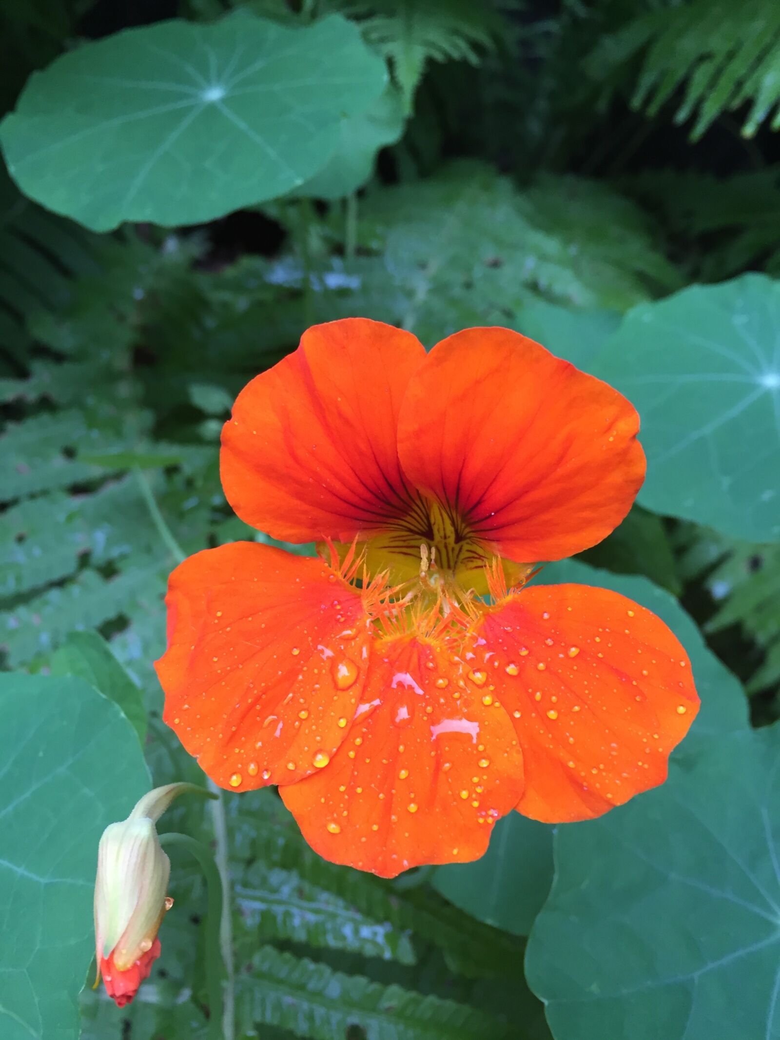 Apple iPhone 6 sample photo. Plant, flower, nature photography