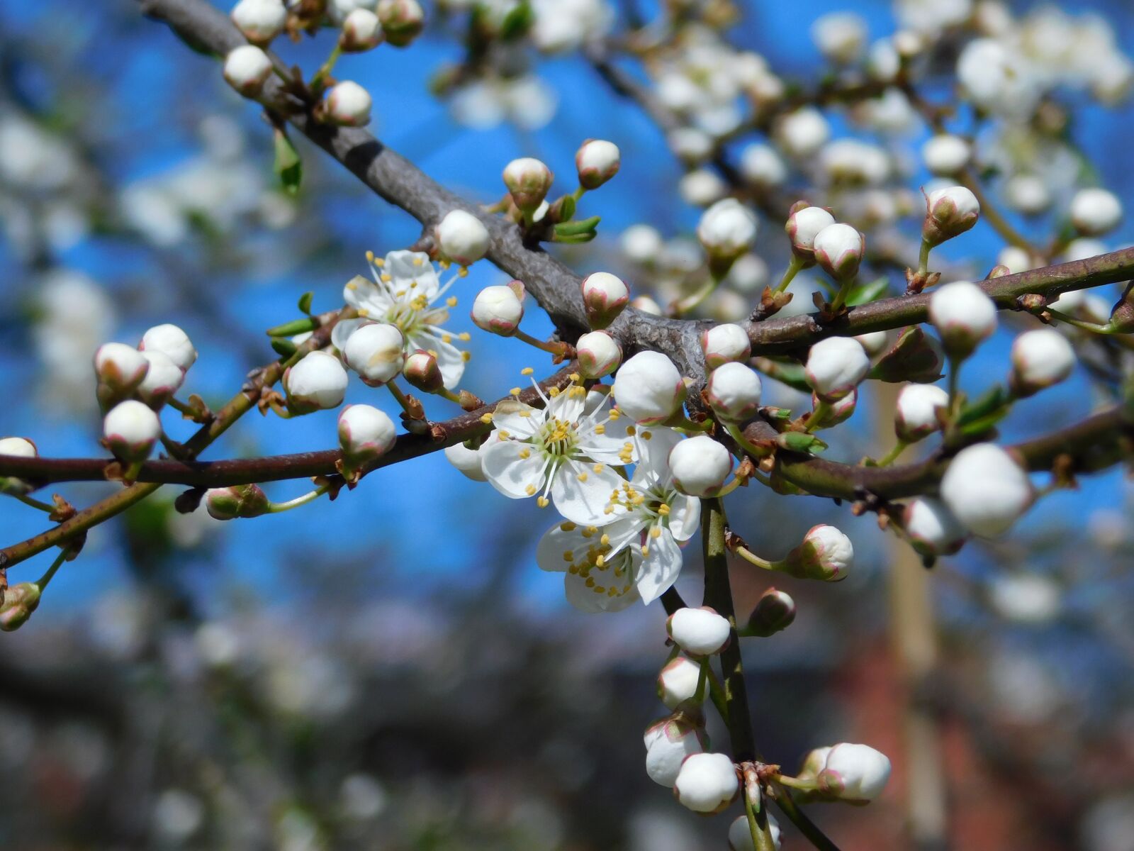 Nikon Coolpix B500 sample photo. Flowers, spring, nature photography