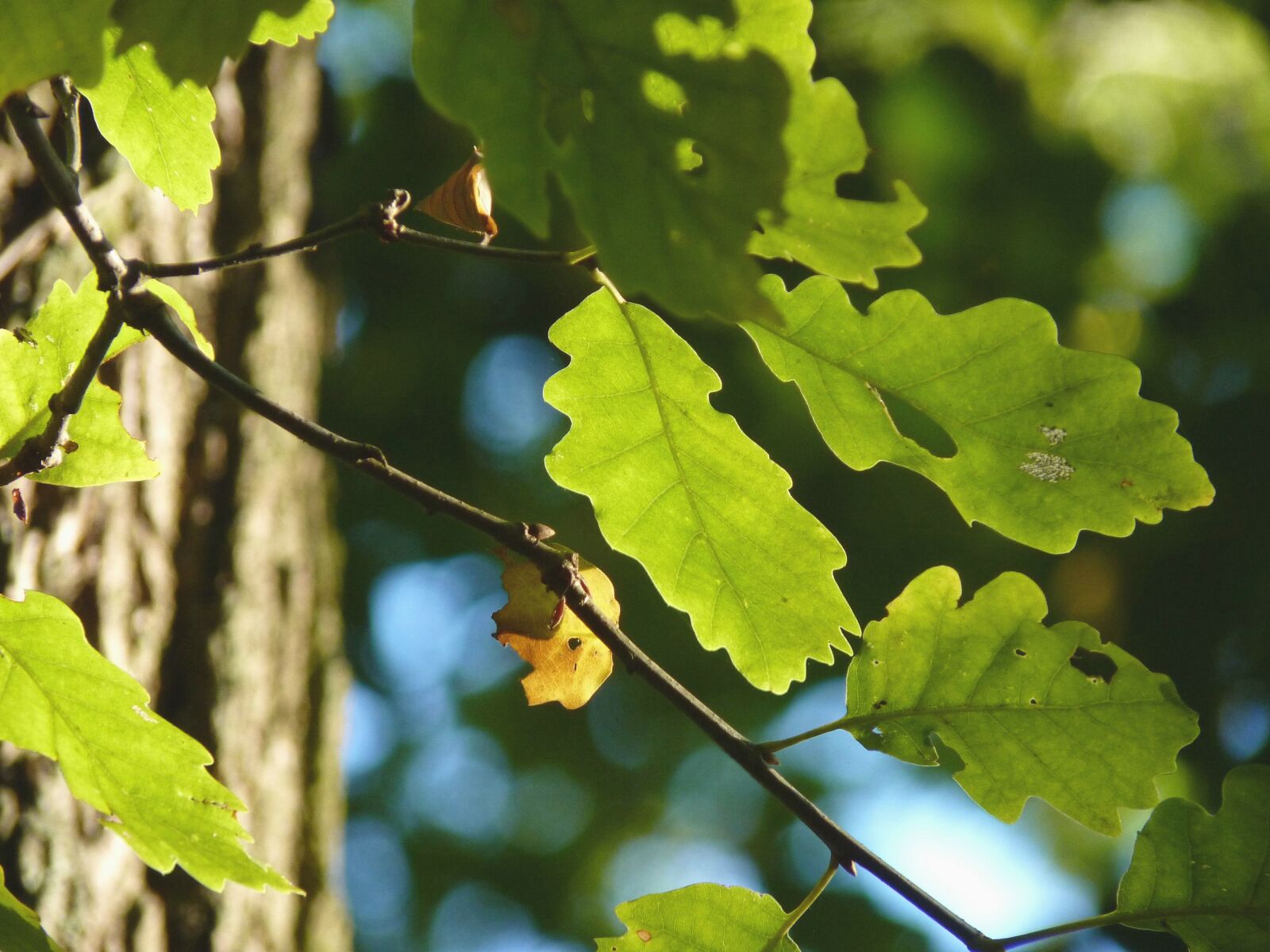 Panasonic Lumix DMC-FZ35 (Lumix DMC-FZ38) sample photo. Autumn, oak, tree photography