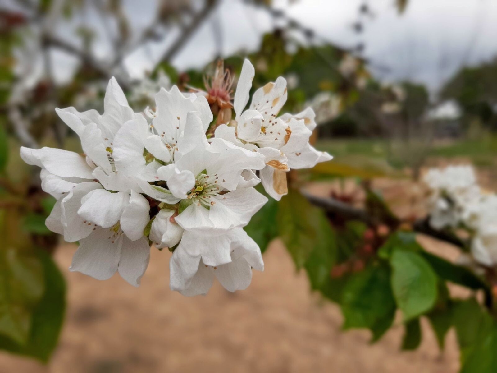 Samsung Galaxy A50 sample photo. Flowers, white, tree photography