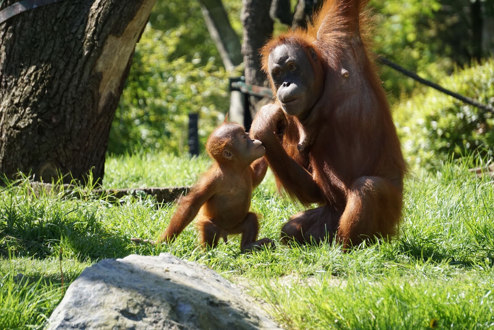 Sony a6000 sample photo. Chimps, zoo, monkey photography