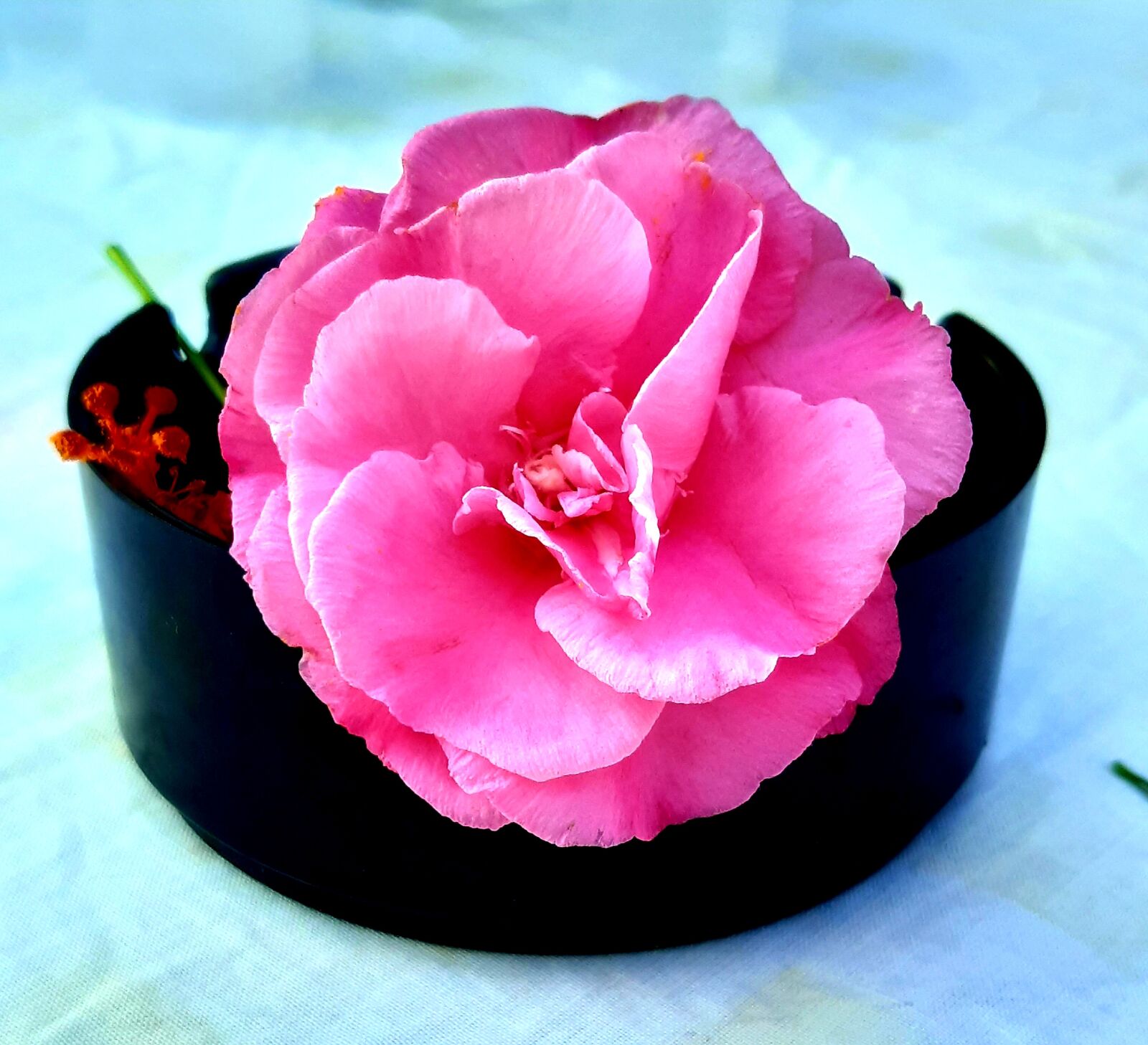 Samsung Galaxy A30 sample photo. Flowers, pink, black photography