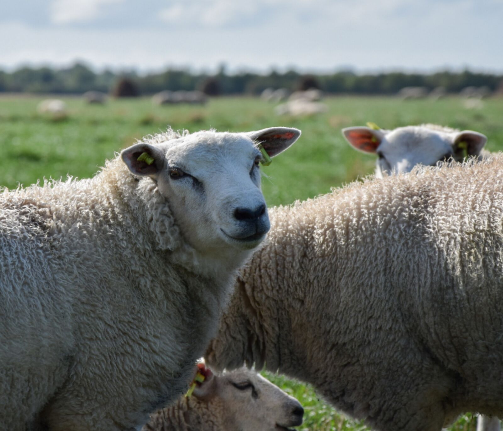 Nikon D5300 sample photo. Sheep, sheep pasture, animals photography
