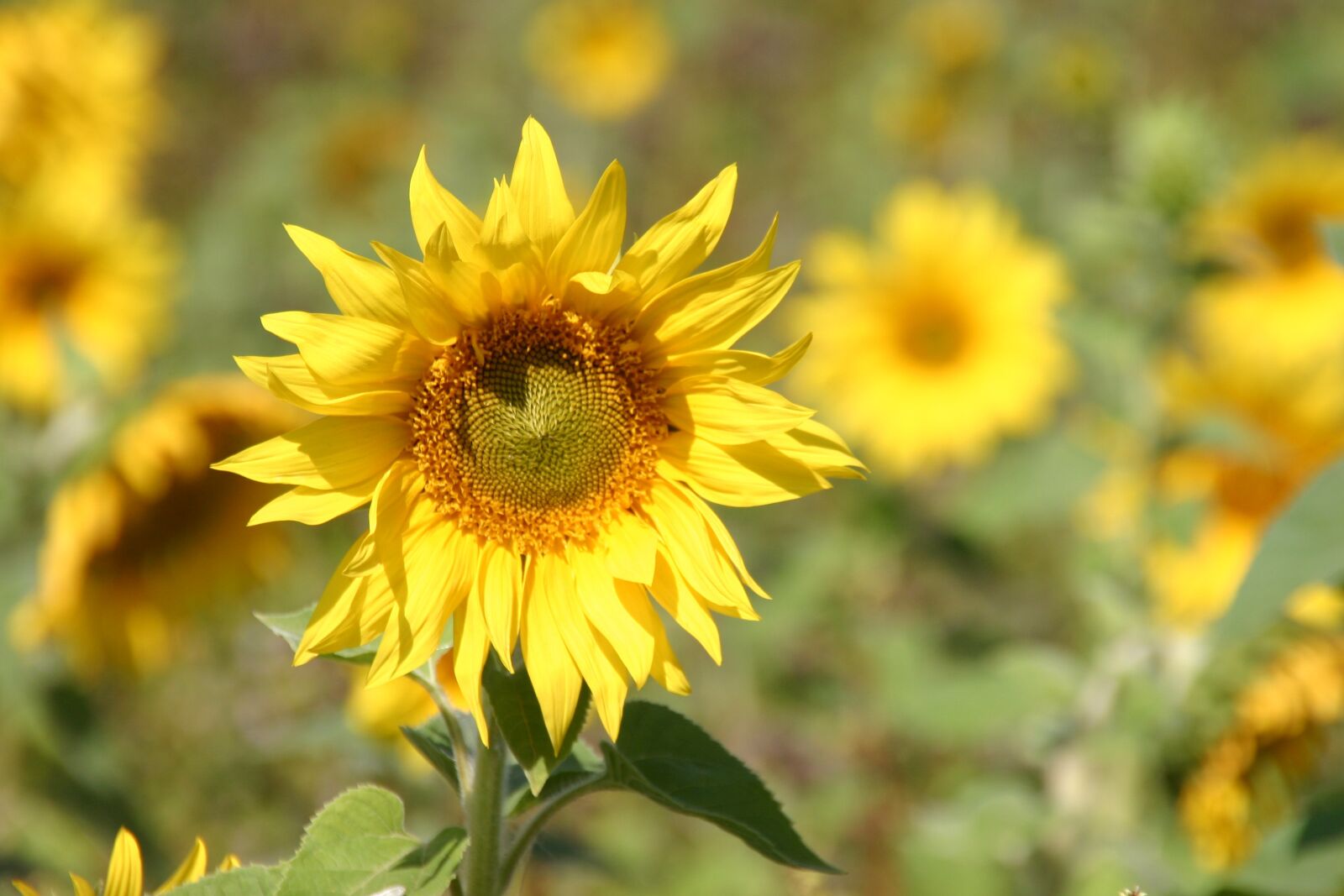 Canon EOS 300D (EOS Digital Rebel / EOS Kiss Digital) sample photo. Sunflower, summer, blossom photography