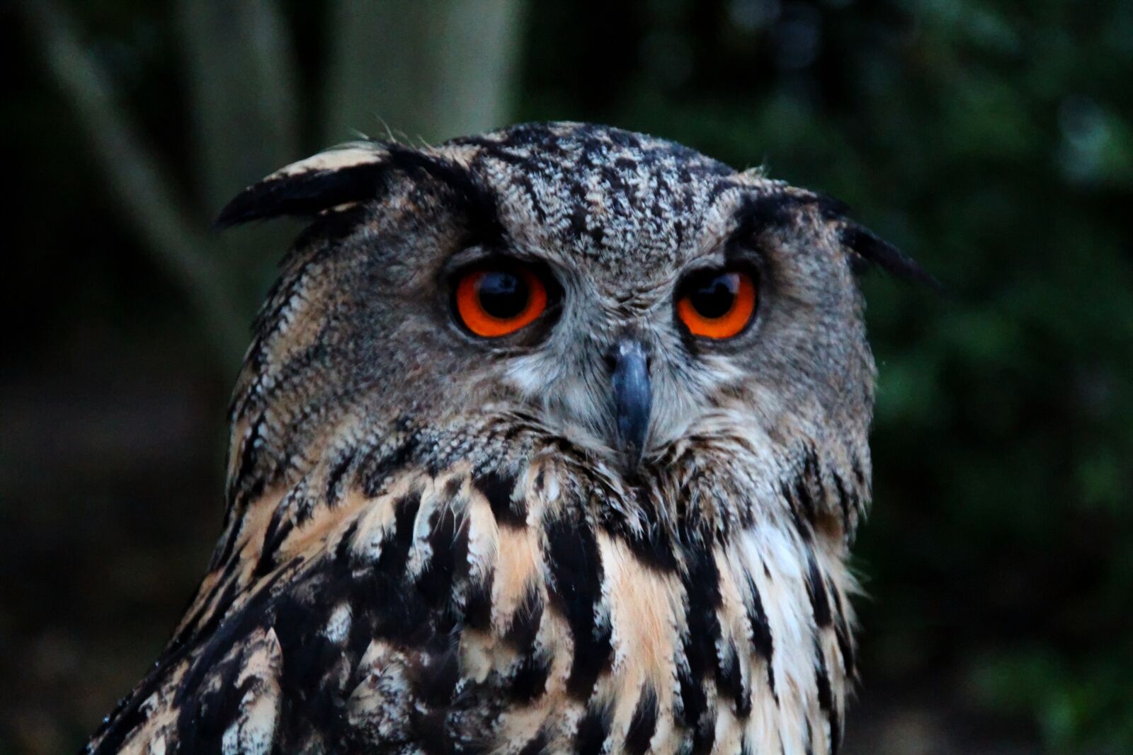 Canon EOS 700D (EOS Rebel T5i / EOS Kiss X7i) sample photo. Eagle owl, bird, owl photography
