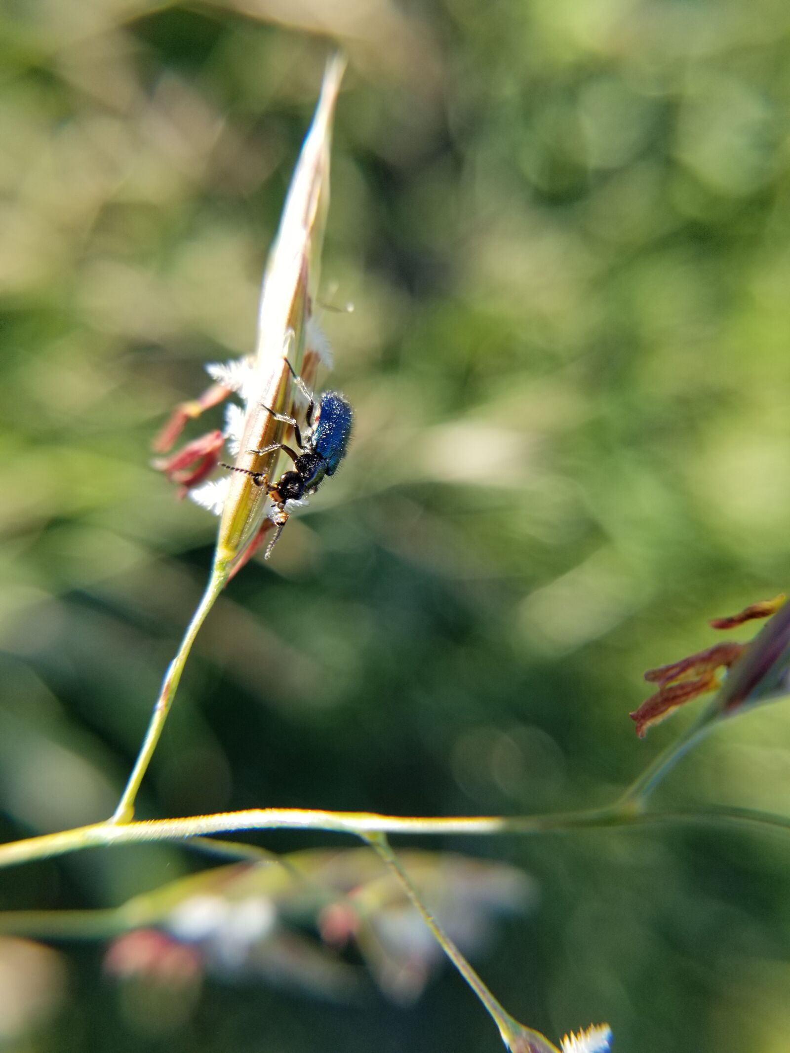 Samsung Galaxy S8 sample photo. Bug, blue beetle, insect photography