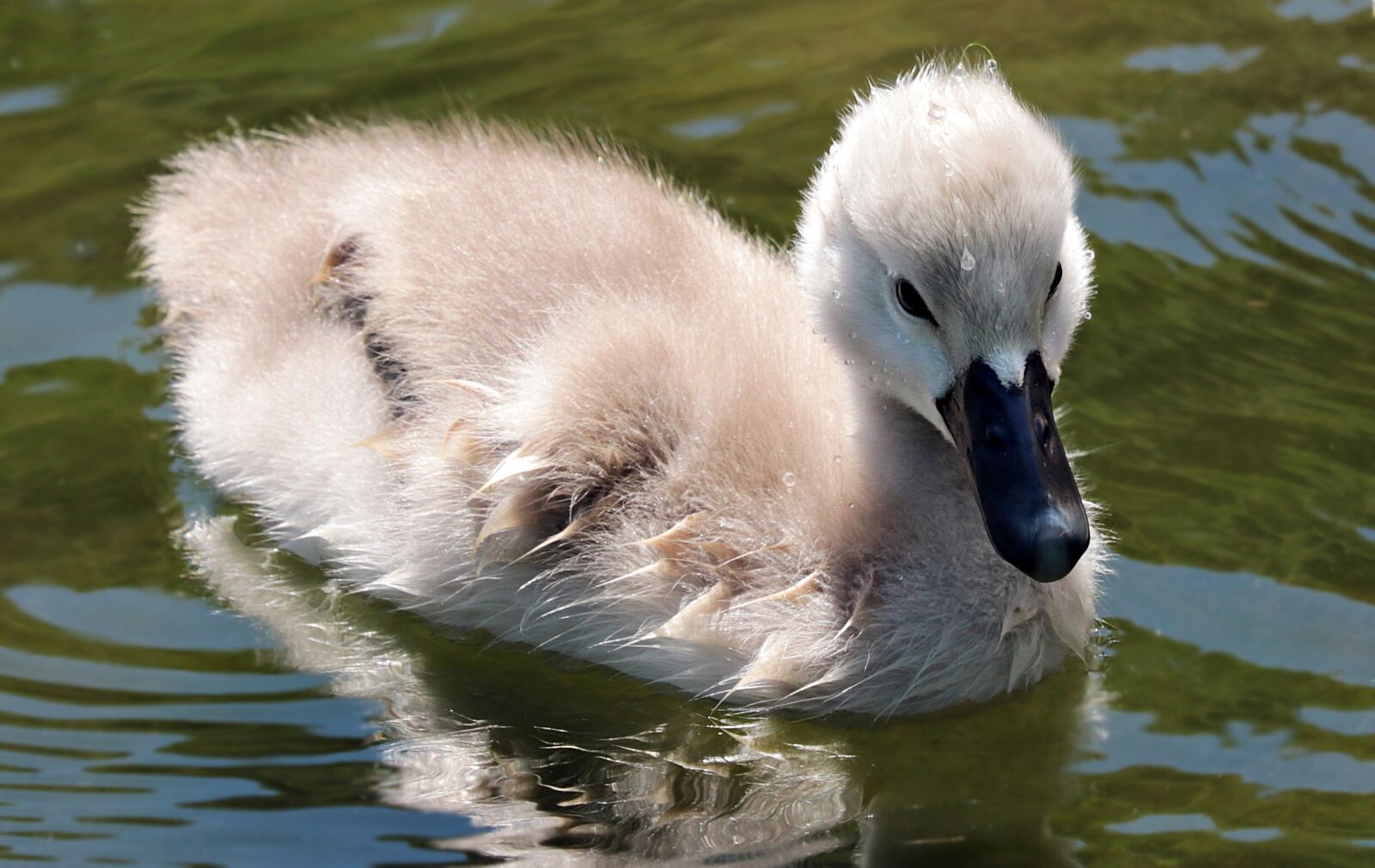 Canon EOS 80D sample photo. Swan, swan baby, baby photography