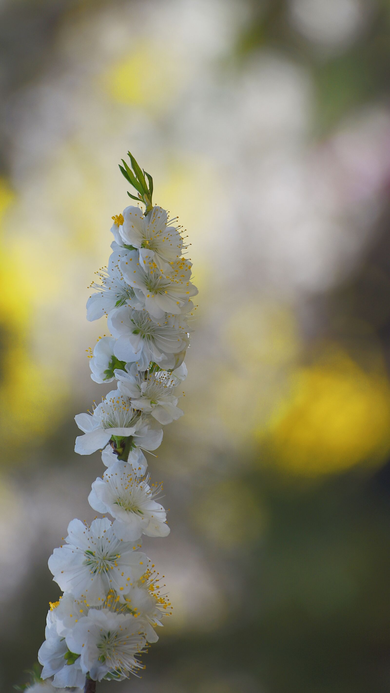 Nikon D7200 sample photo. Cherry blossom, petal, spring photography