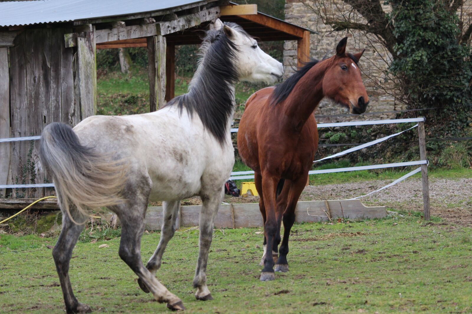 Canon EOS 1200D (EOS Rebel T5 / EOS Kiss X70 / EOS Hi) sample photo. Horse, horses, animals photography