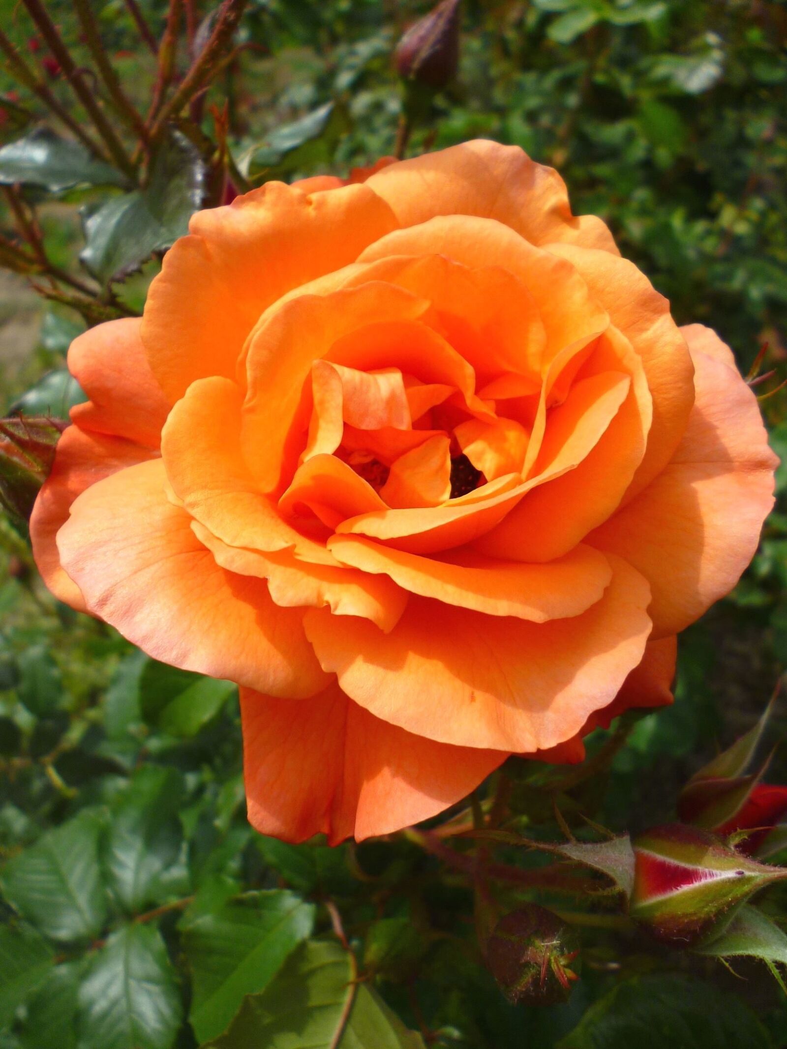 Panasonic Lumix DMC-S1 sample photo. Rose, flower, flowering, petals photography