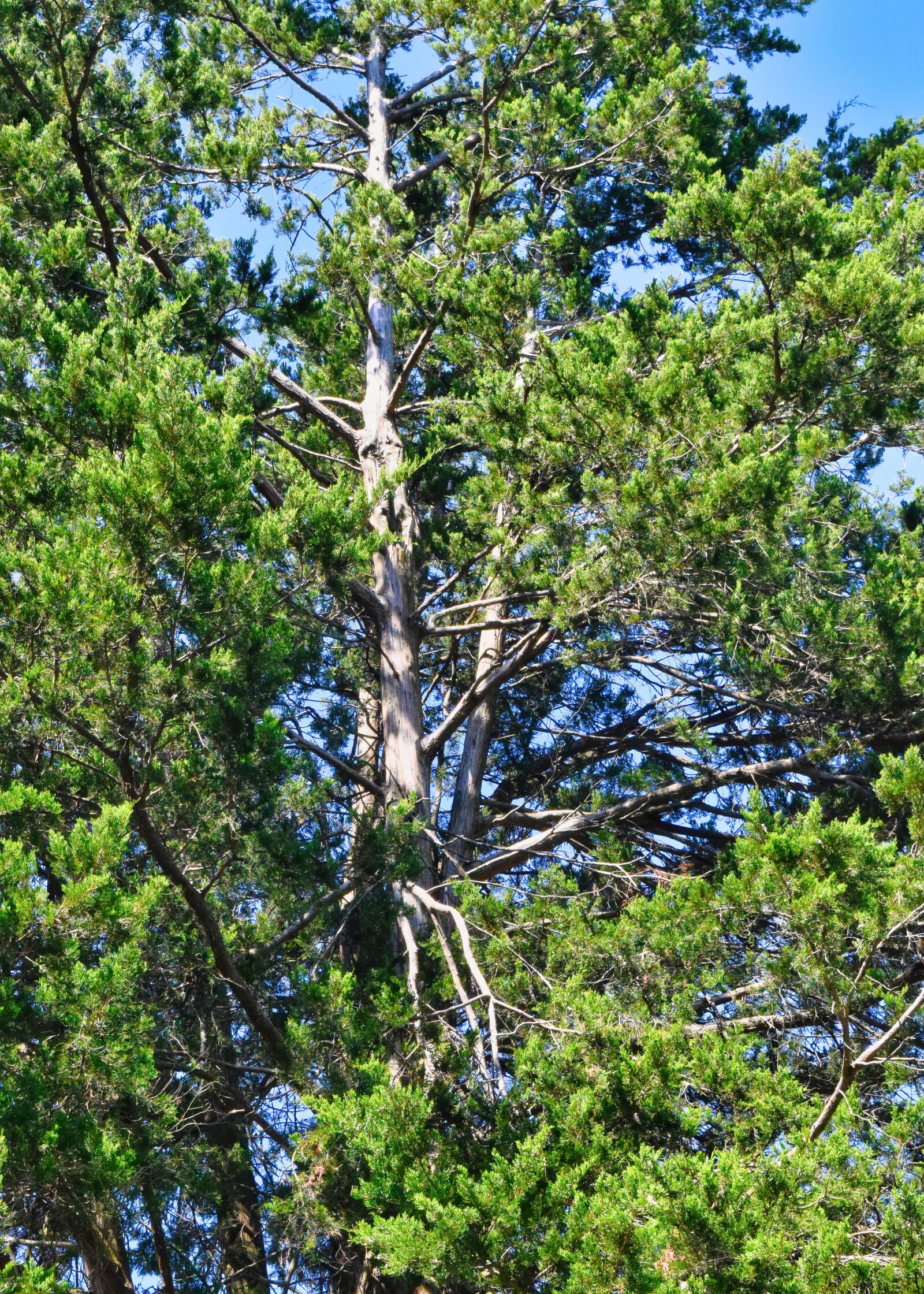 Nikon D3300 sample photo. Tree, branches, bark photography