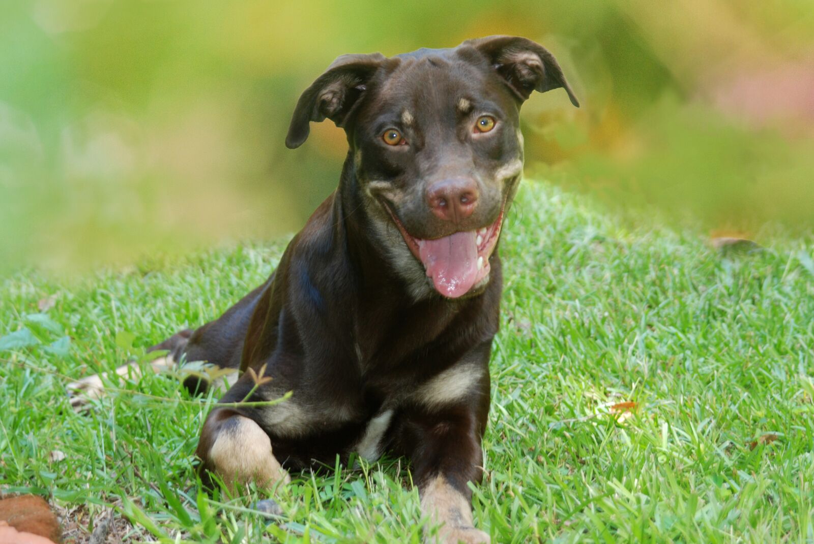 Nikon D80 sample photo. Dog, rottweiler, animal photography