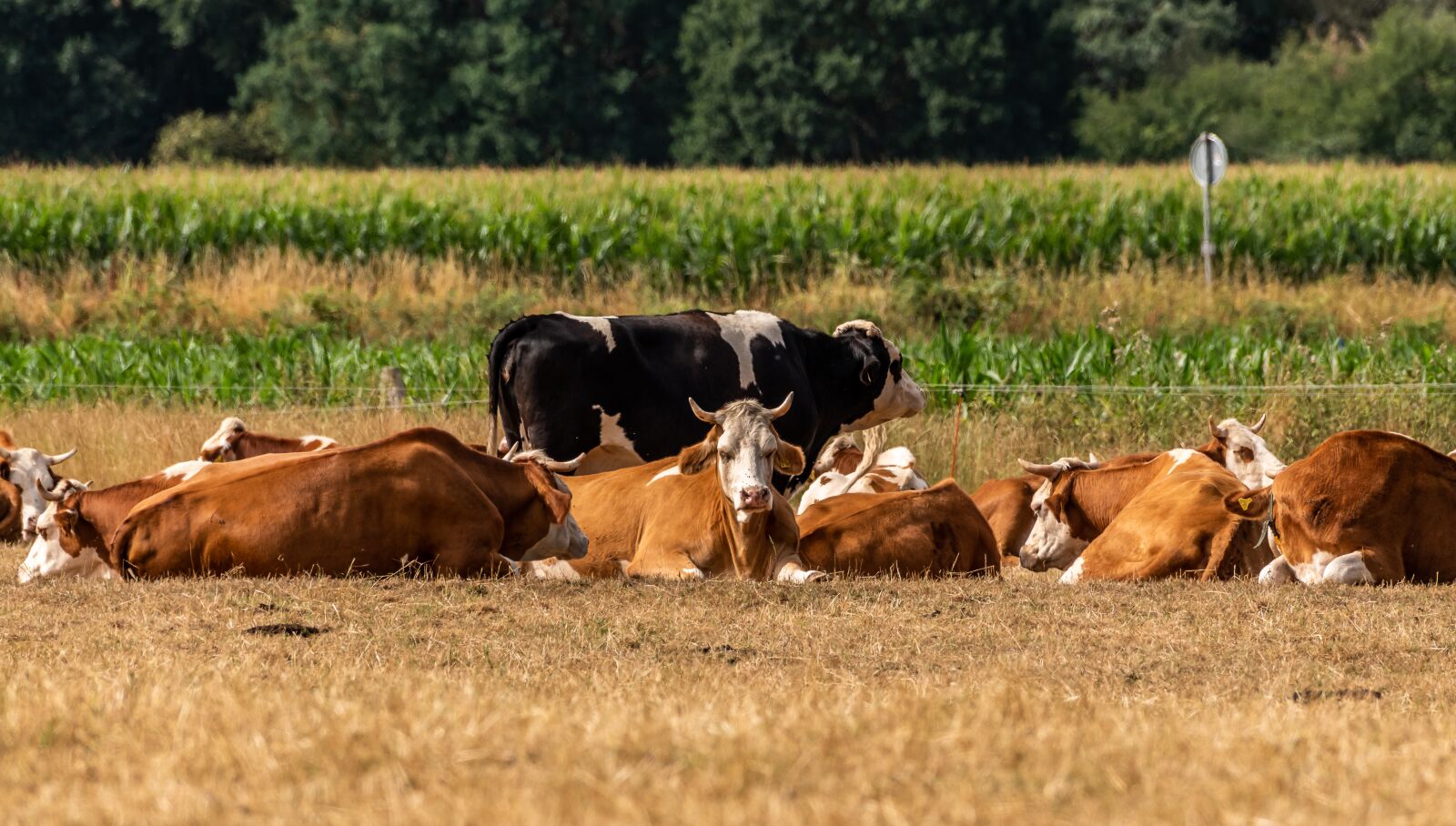 Nikon D750 sample photo. Cows, pasture, ruminant photography