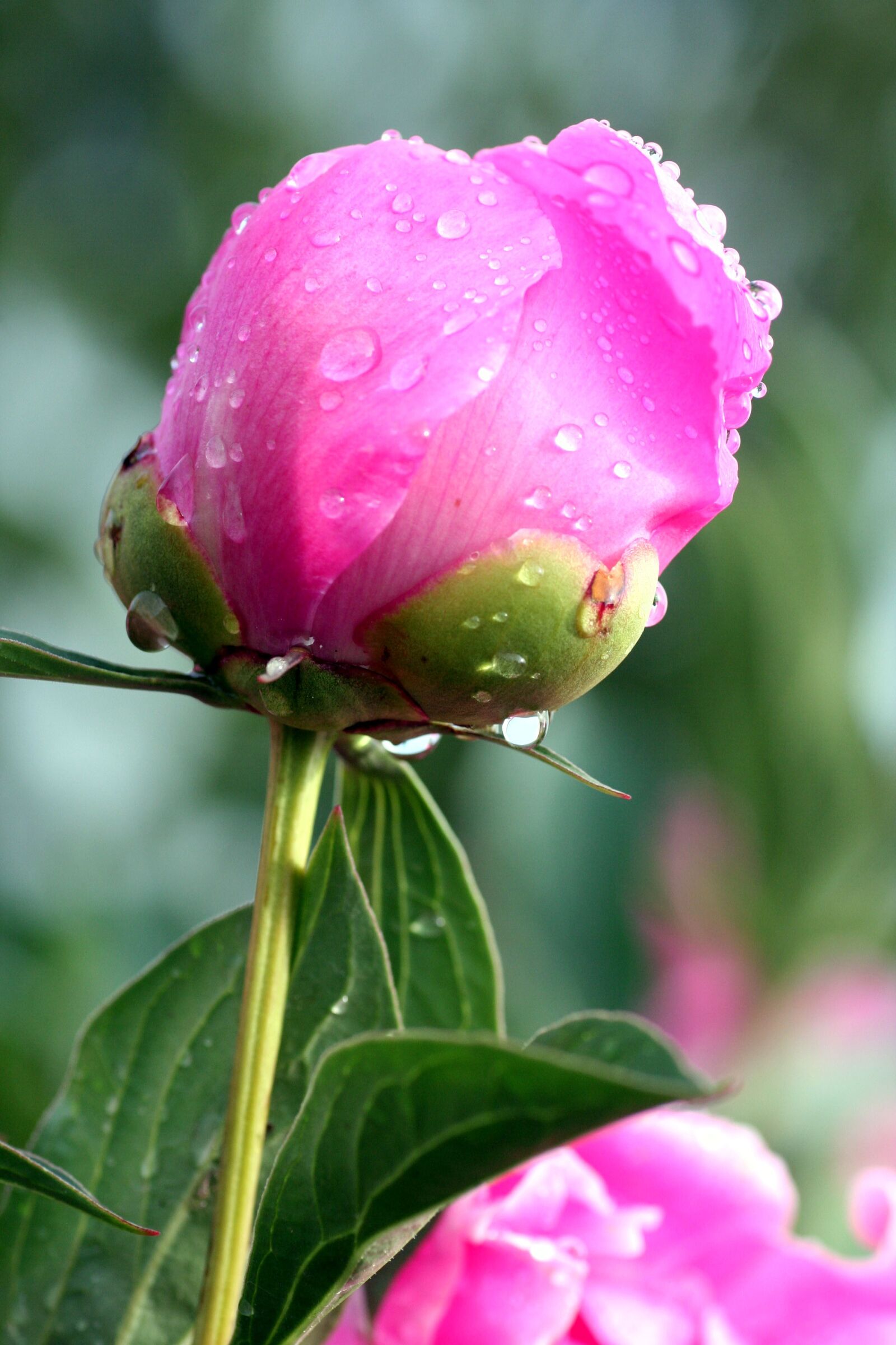 Canon EOS 350D (EOS Digital Rebel XT / EOS Kiss Digital N) sample photo. Peony, flower, pink photography