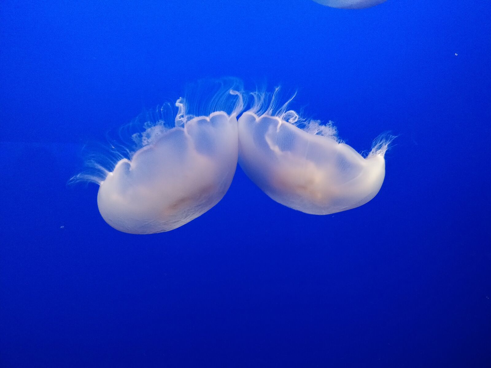 OnePlus A5000 sample photo. Jellyfish, pair, couple photography