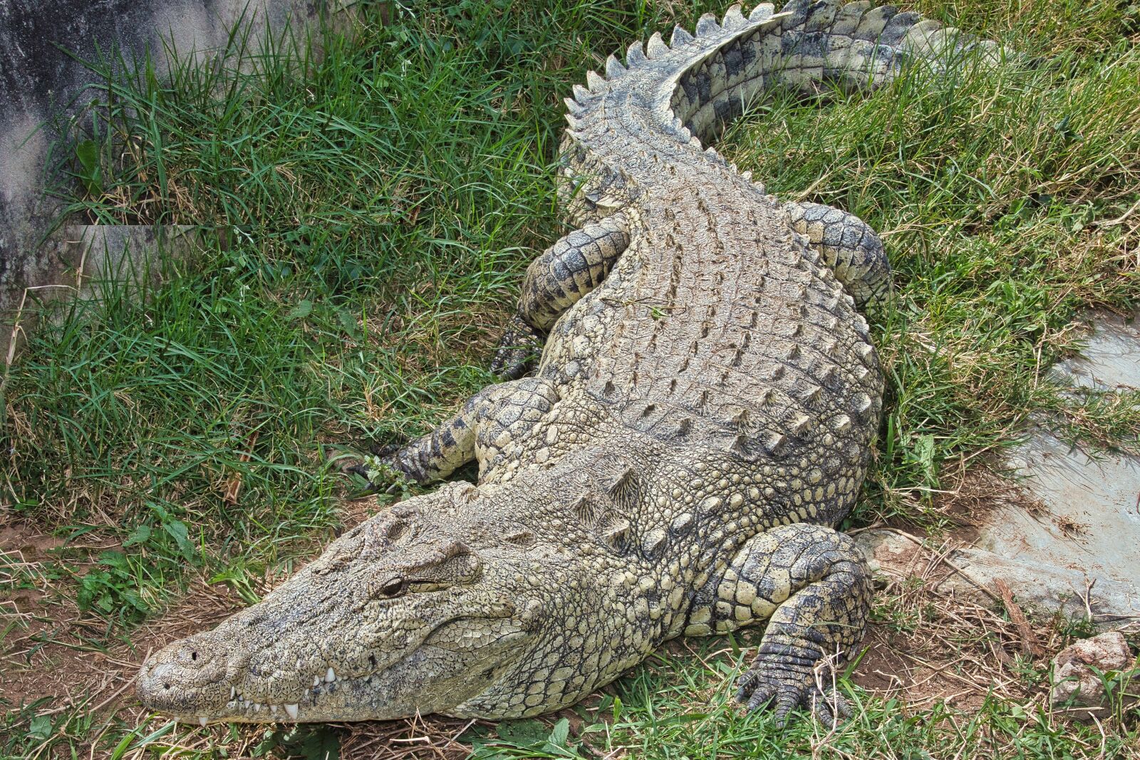 Canon EOS 70D sample photo. Crocodile, reptile, animal photography