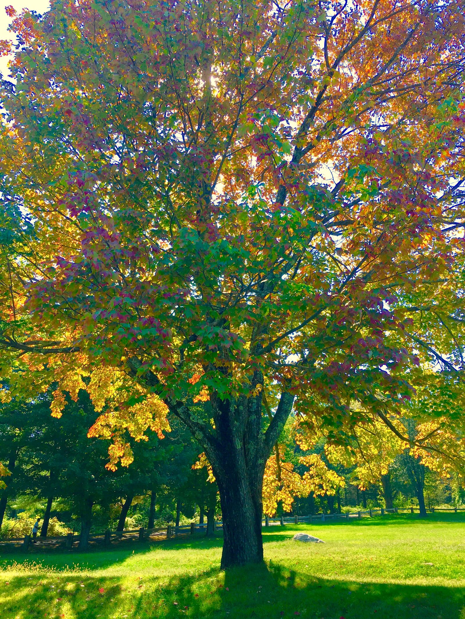 iPhone 6s back camera 4.15mm f/2.2 sample photo. Autumn, beautiful, tree, brilliant photography