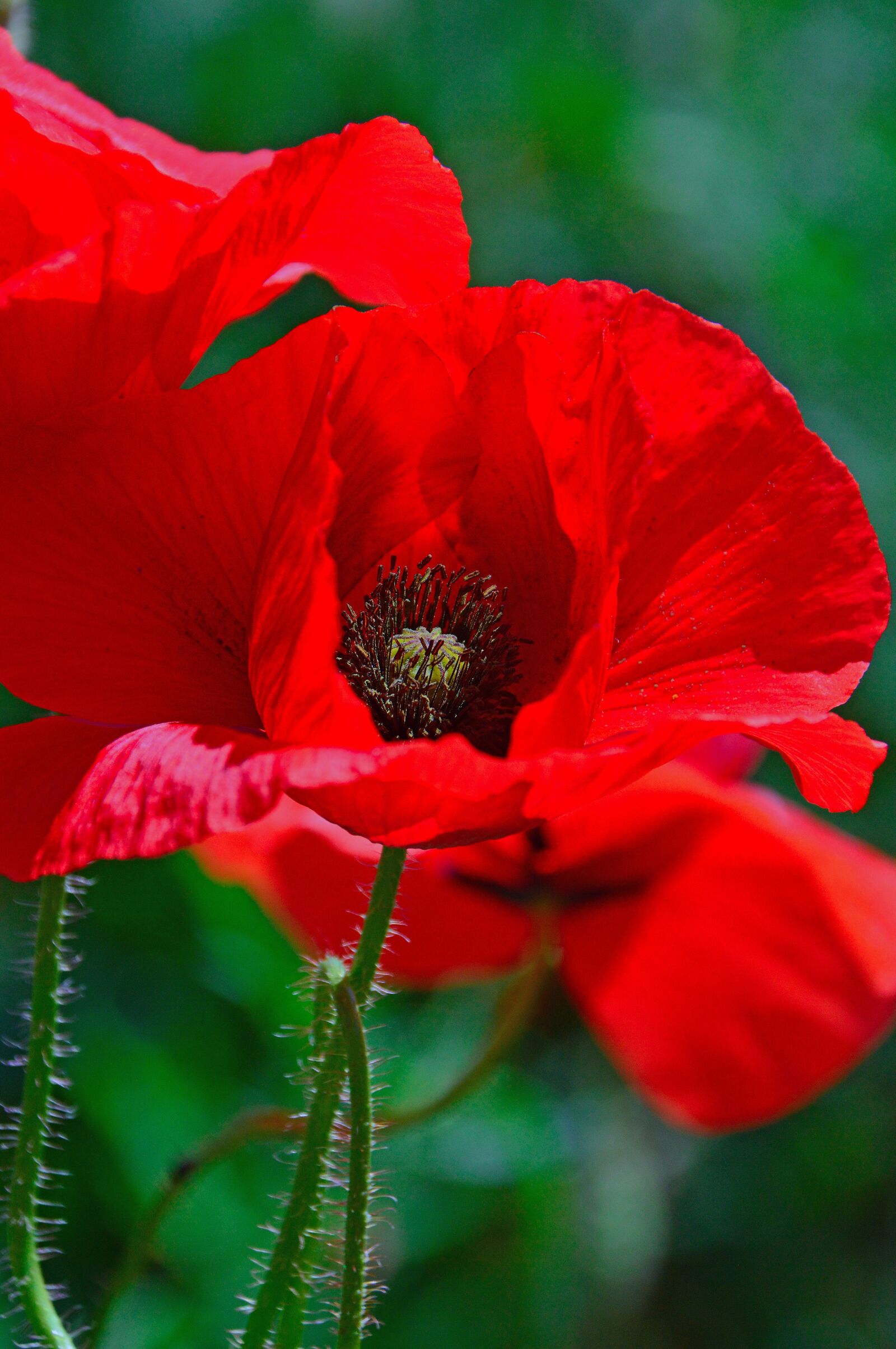 Nikon D3200 sample photo. Poppy, red, summer flower photography