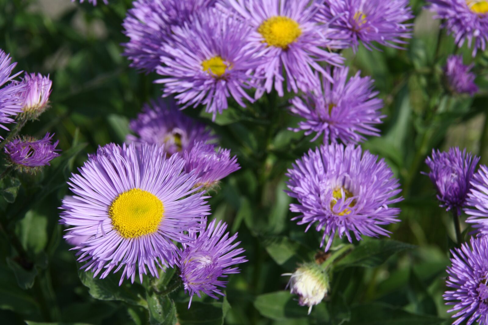 Canon EOS 1000D (EOS Digital Rebel XS / EOS Kiss F) sample photo. Flower, nature, plant photography