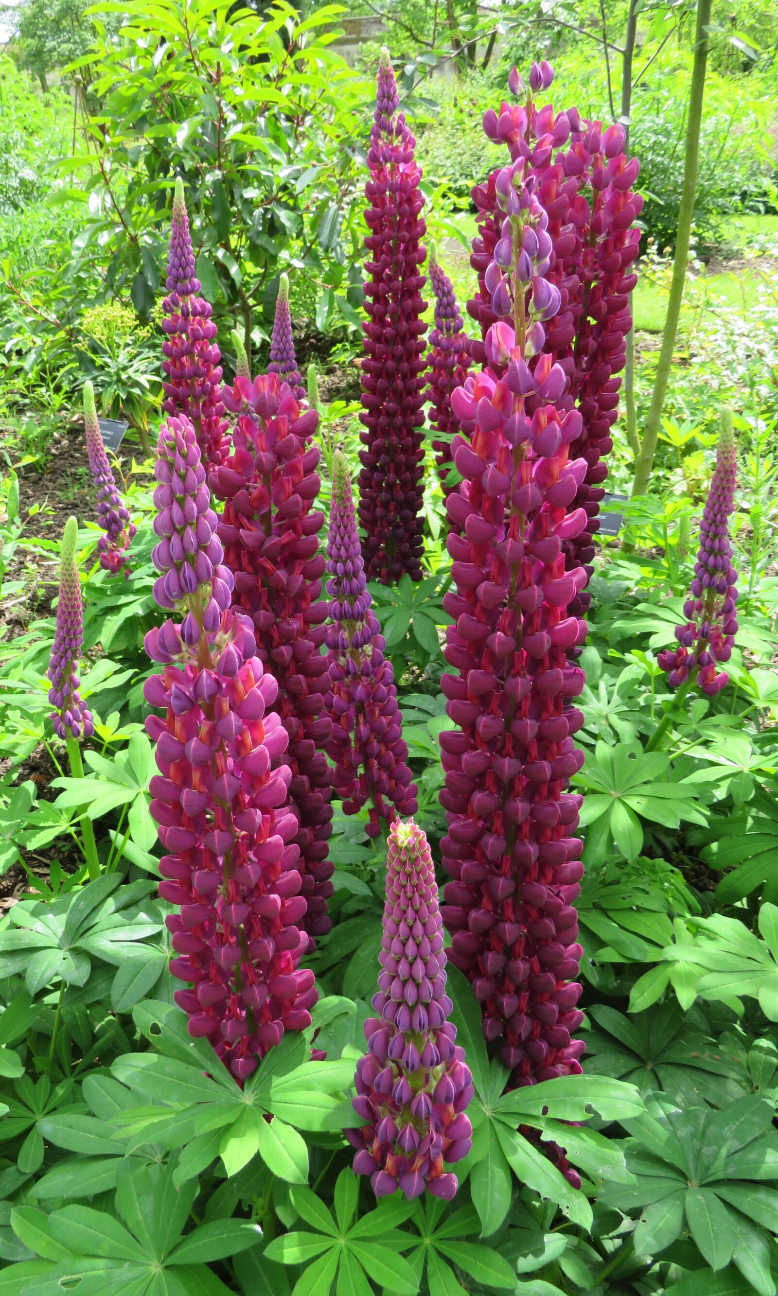 Canon PowerShot SX540 HS sample photo. Lupins, pink, purple photography