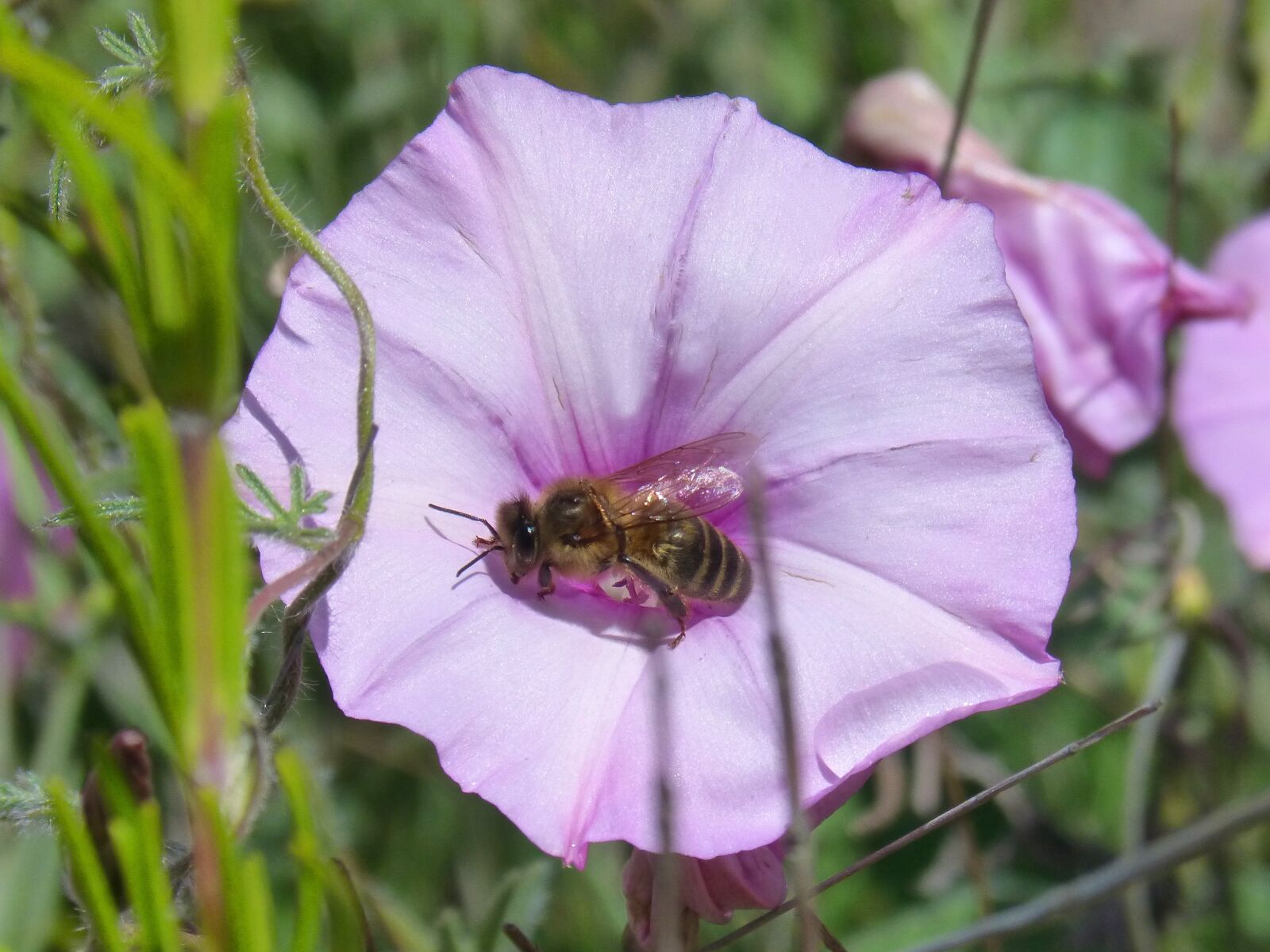 Panasonic DMC-FZ62 sample photo. Bee, libar, flower photography
